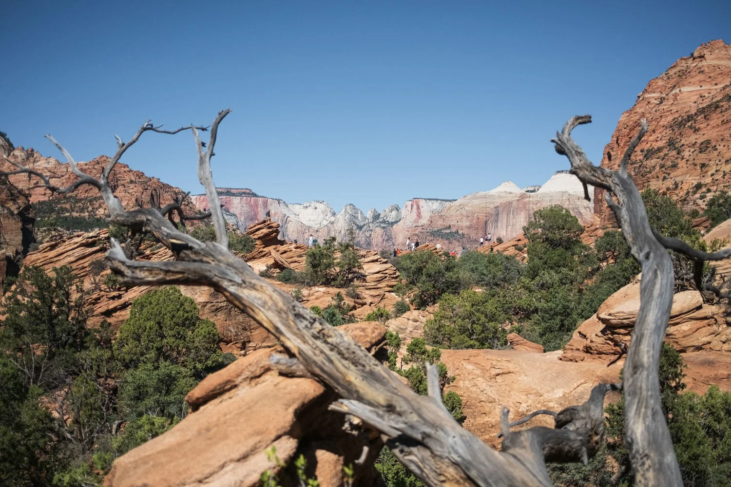 Juniper trees and orange rocks on Zion Canyon Overlook Trail