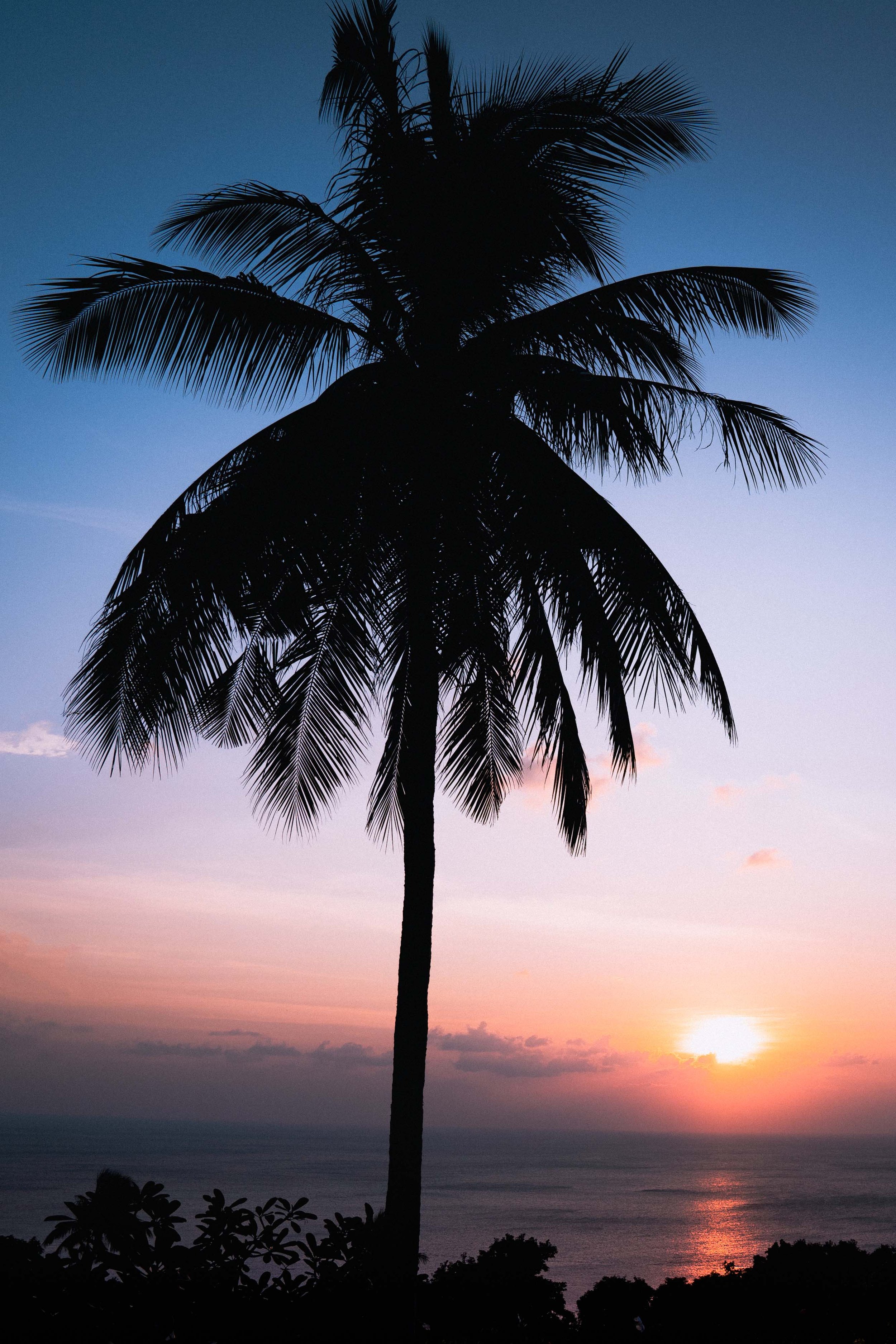 SAM - Palm tree scalled down.jpg