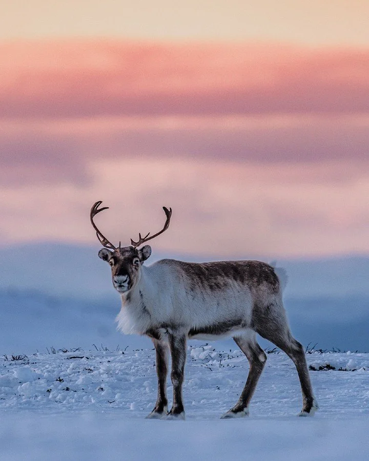 Godmorgon! 🌞 &Ouml;ppet 10.00-16.00 idag och &auml;ven om utf&ouml;rs&aring;kning &auml;r det b&auml;sta vi vet s&aring; kan man ocks&aring; &aring;ka sittlift upp och ner f&ouml;r att bara njuta av utsikten &auml;ven utan skidutrustning 😃

Fr&arin