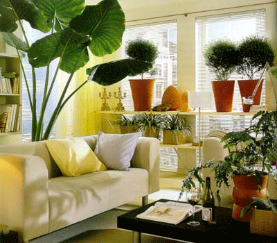 Tropicals as Houseplants!