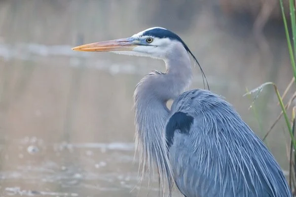 Predator Control