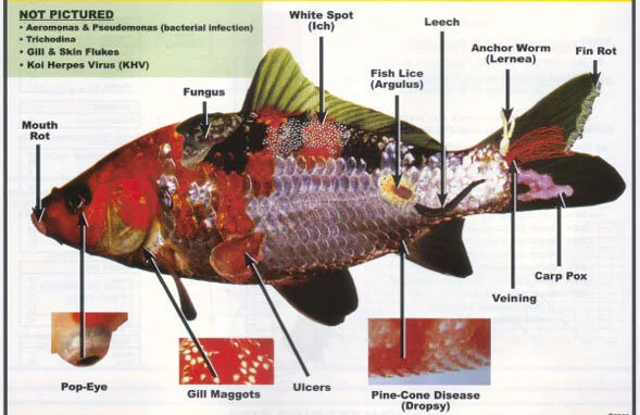 Fish Diagnostics