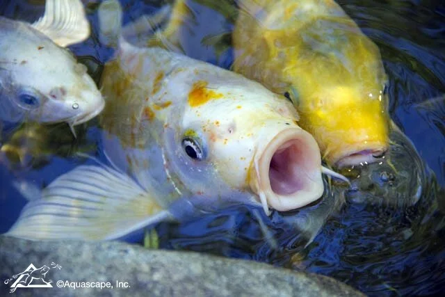 Product Feature: New Fish Arrivals