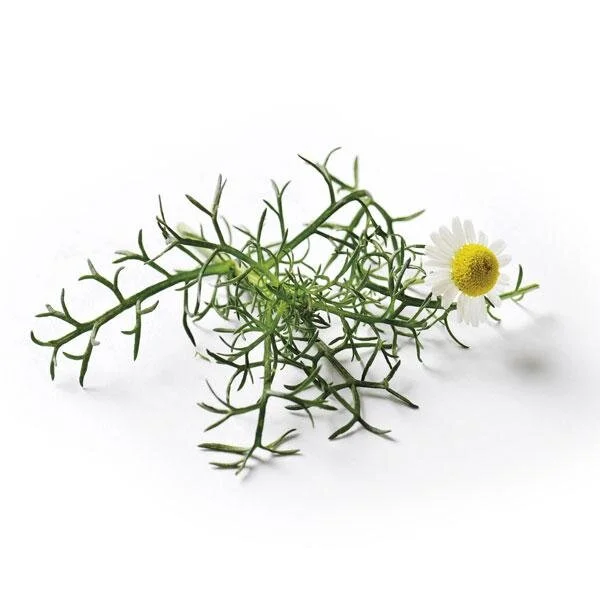 chamomile_web_820x.jpg
