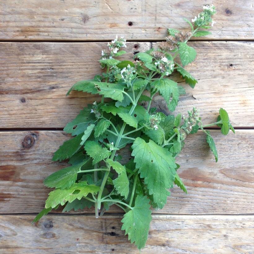 21_catnip_erbagatta_1_820x.jpg