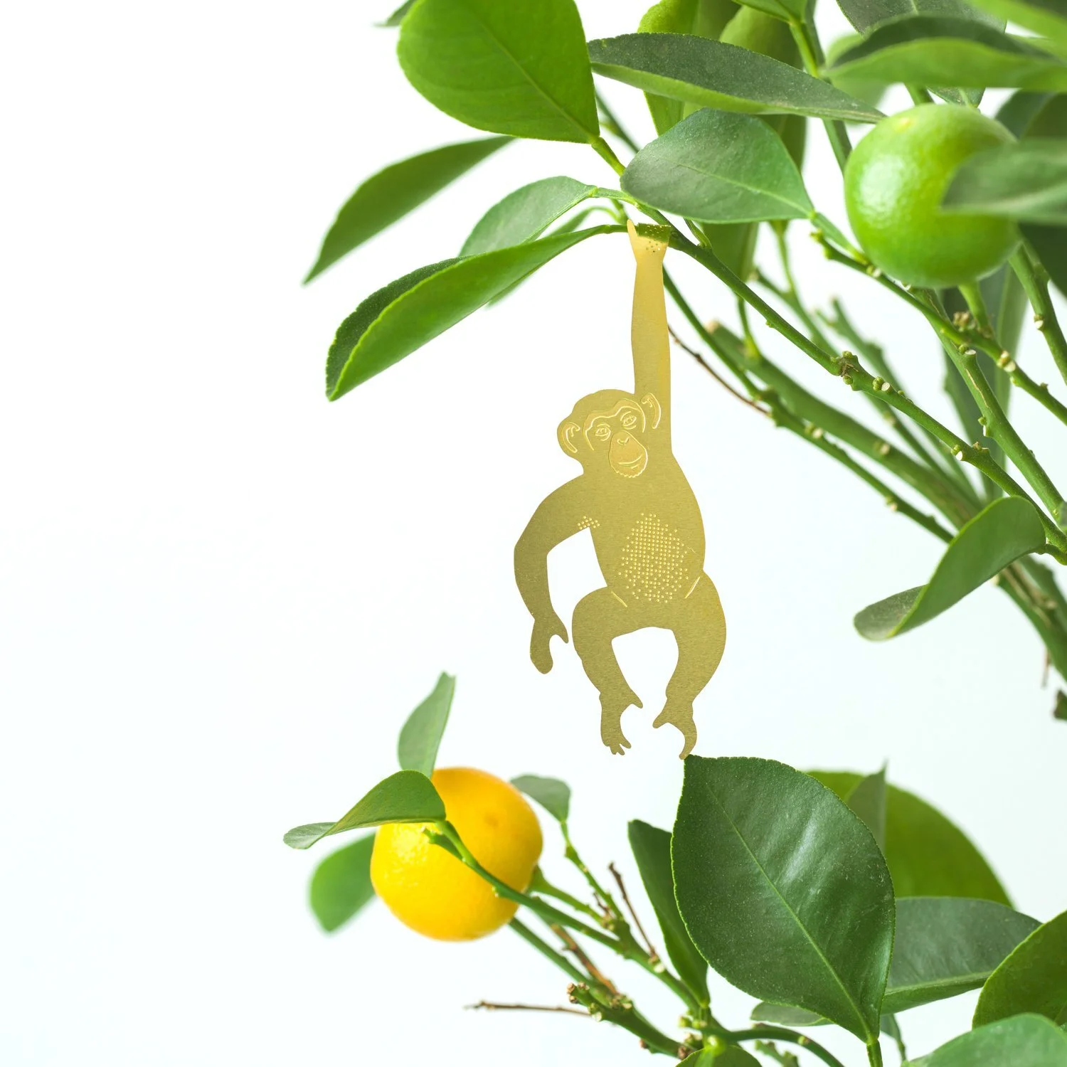 AnotherStudio-Chimp-1.jpg