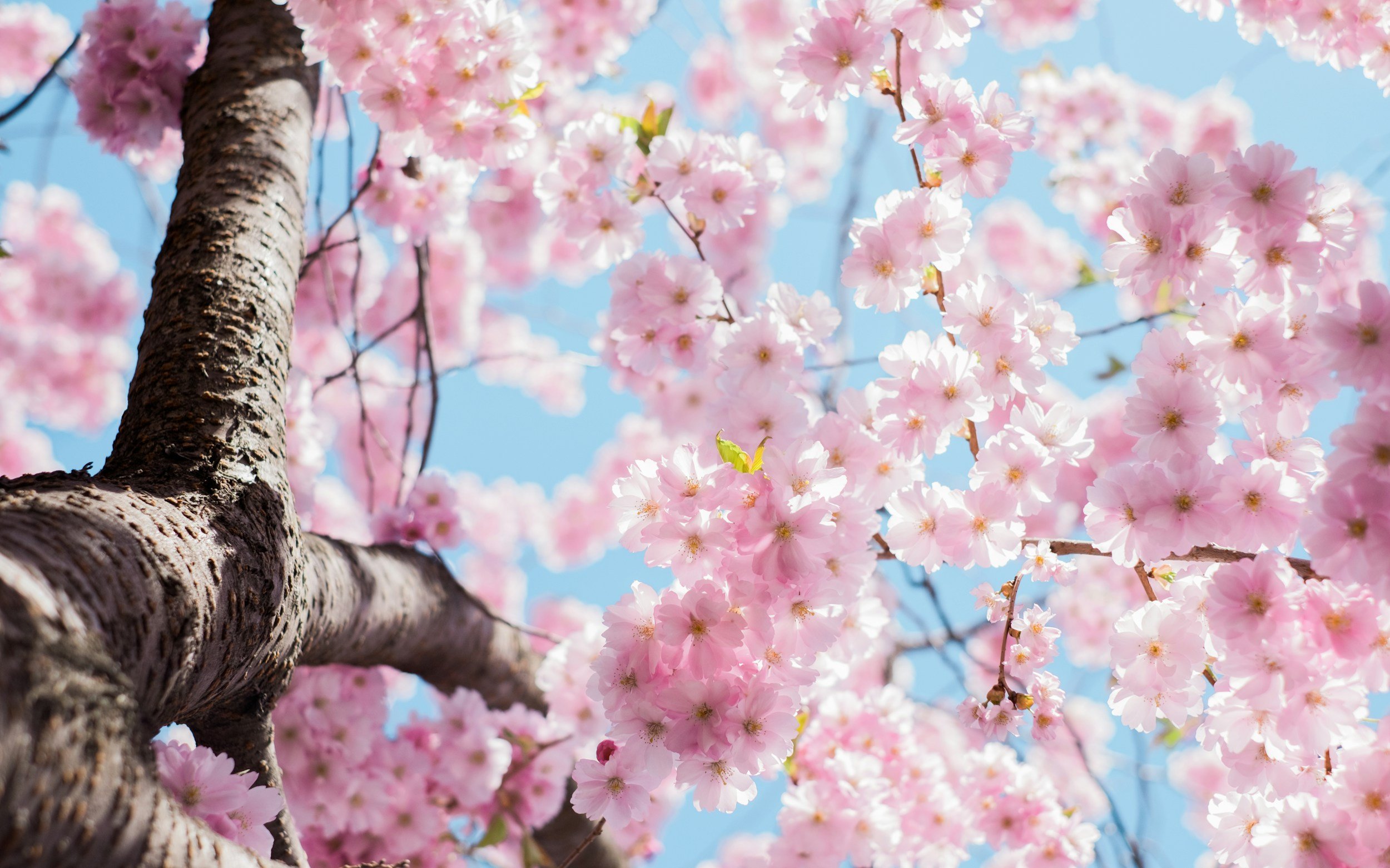 Photo of spring tree blossom, Skinphinity Aesthetics Cheshire, doctor-led clinic in Tarporley
