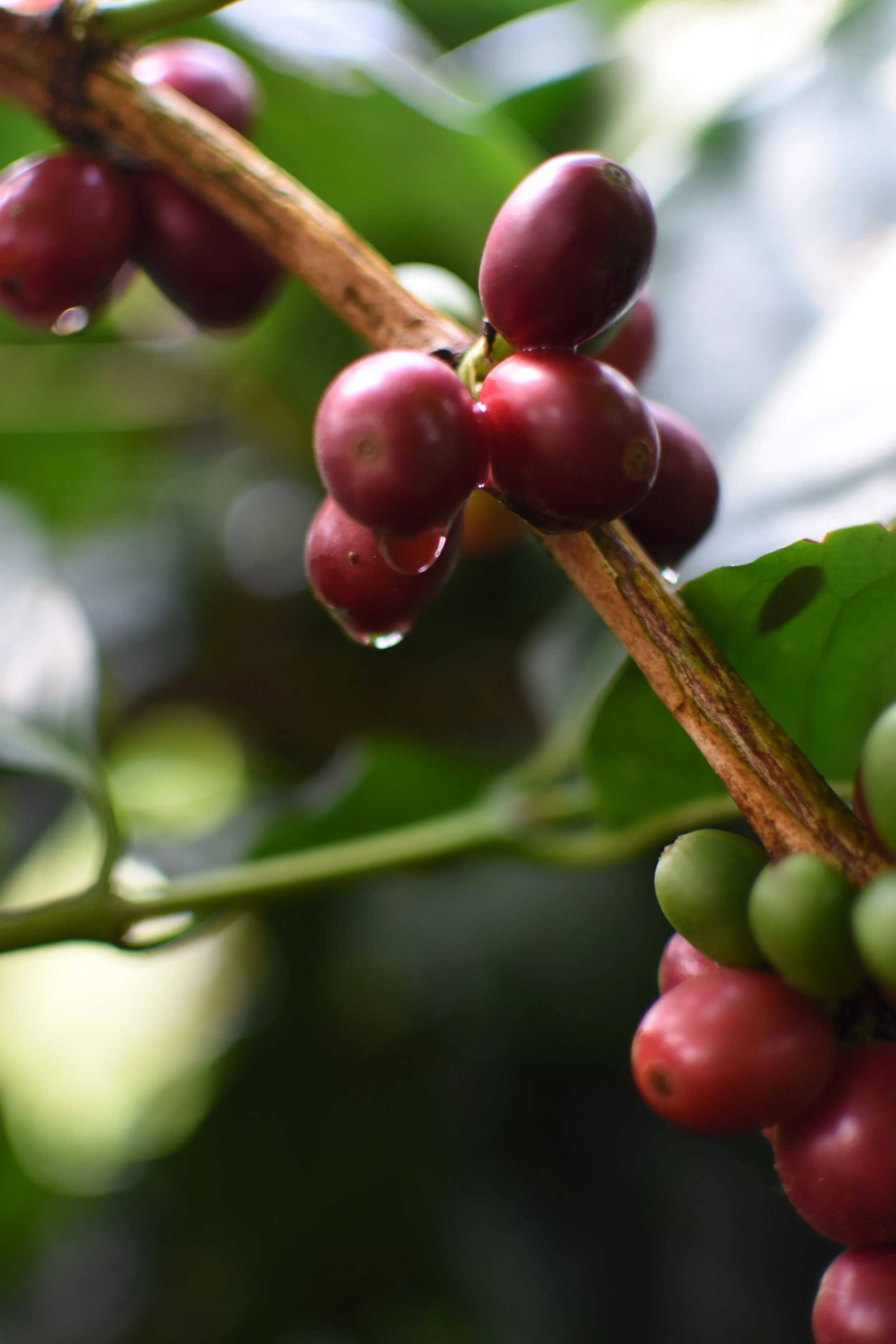 Reife Kaffeekirschen an einem Zweig, mit grünen Blättern im Hintergrund.