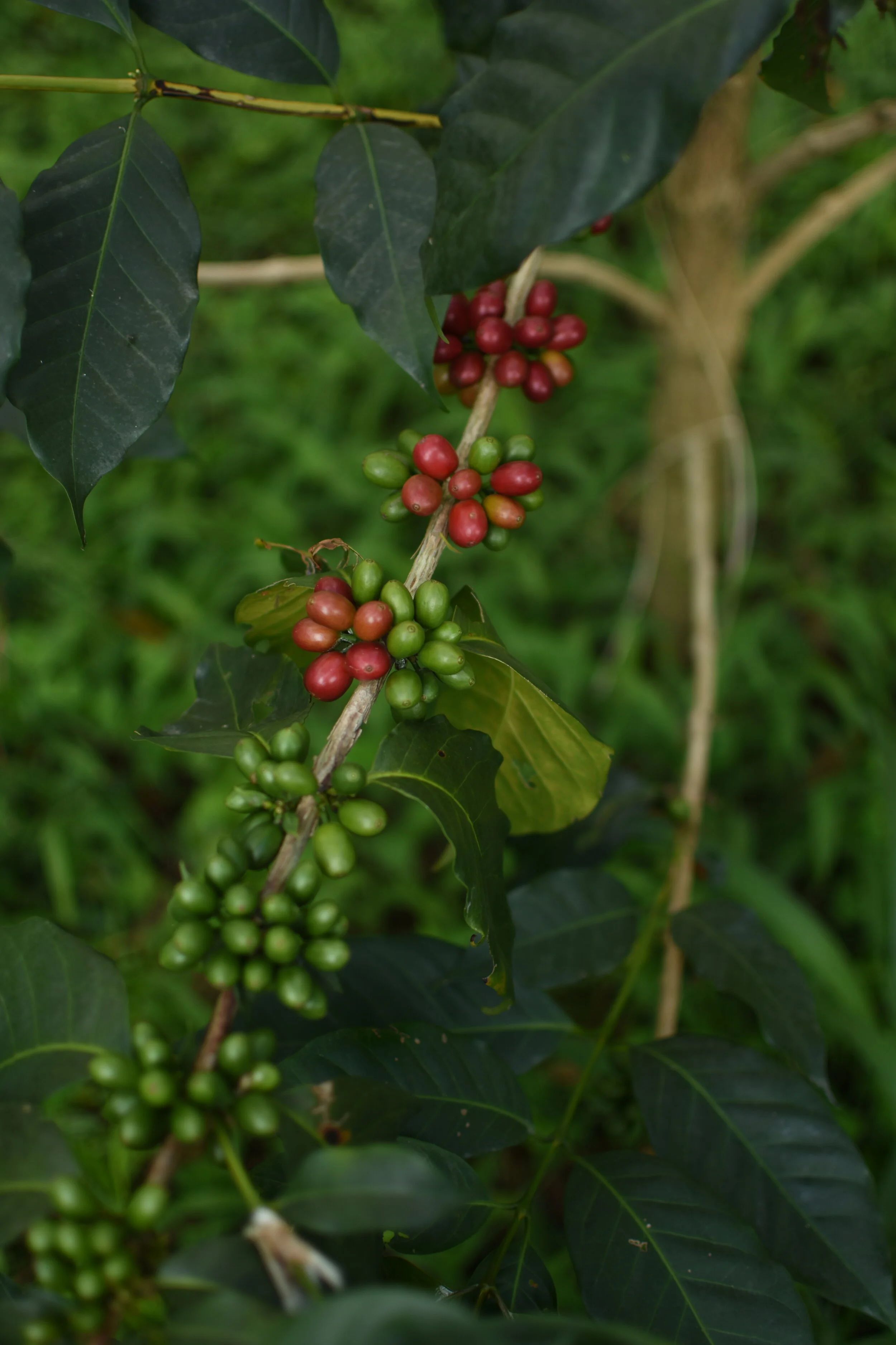 Kaffeepflanze mit grünen und roten Kaffeekirschen in einem grünen Hintergrund.