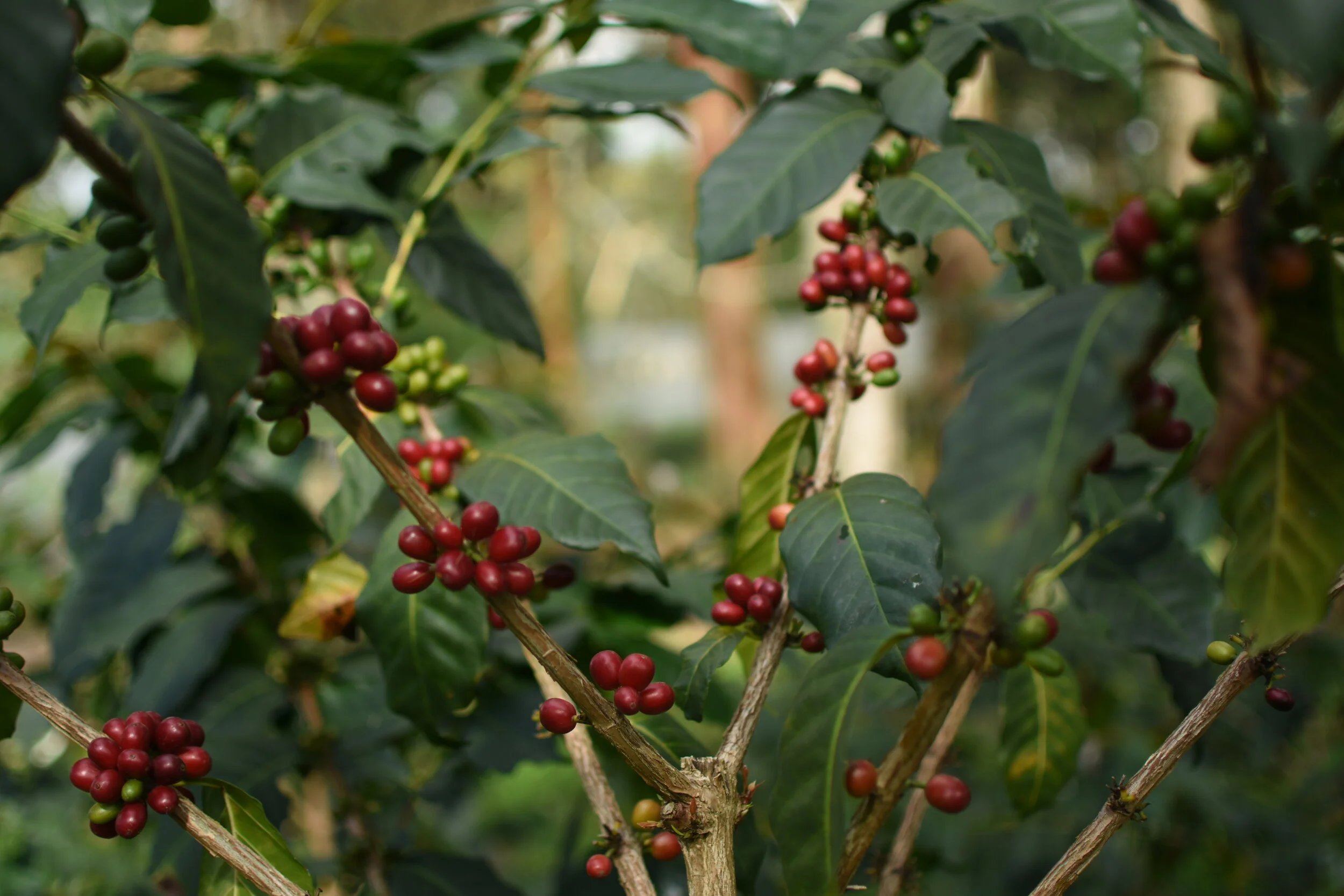 Kaffeepflanze mit reifen roten und unreifen grünen Kaffeekirschen an Zweigen.