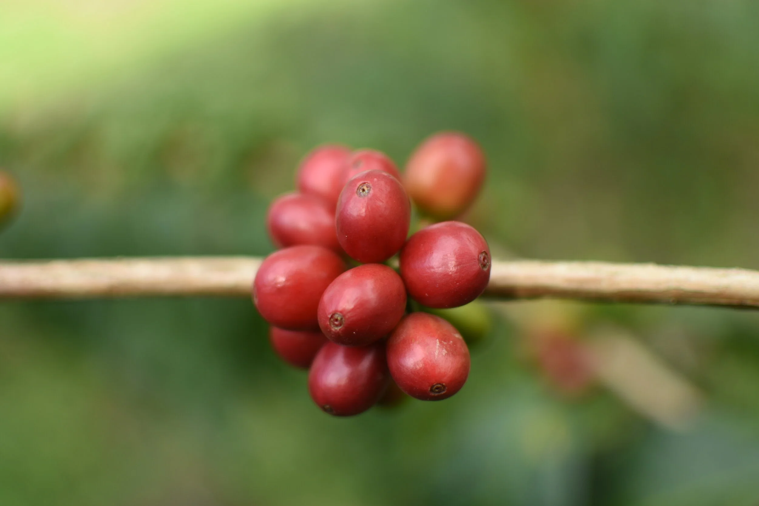Reife Kaffeekirschen an einem Zweig
