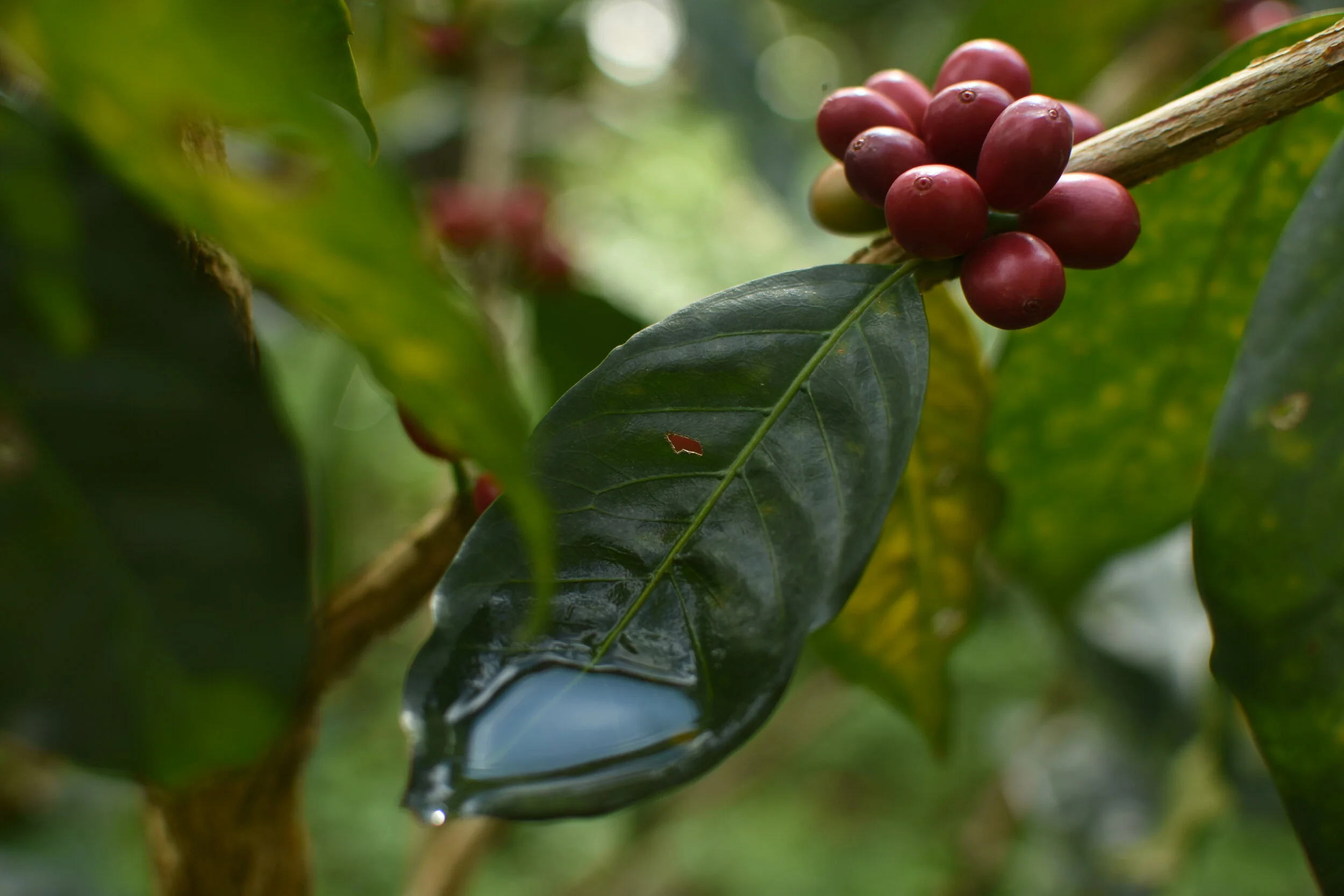 Nahaufnahme eines Kaffeebaums mit reifen Kaffeekirschen und einem Blatt, das einen Wassertropfen enthält.