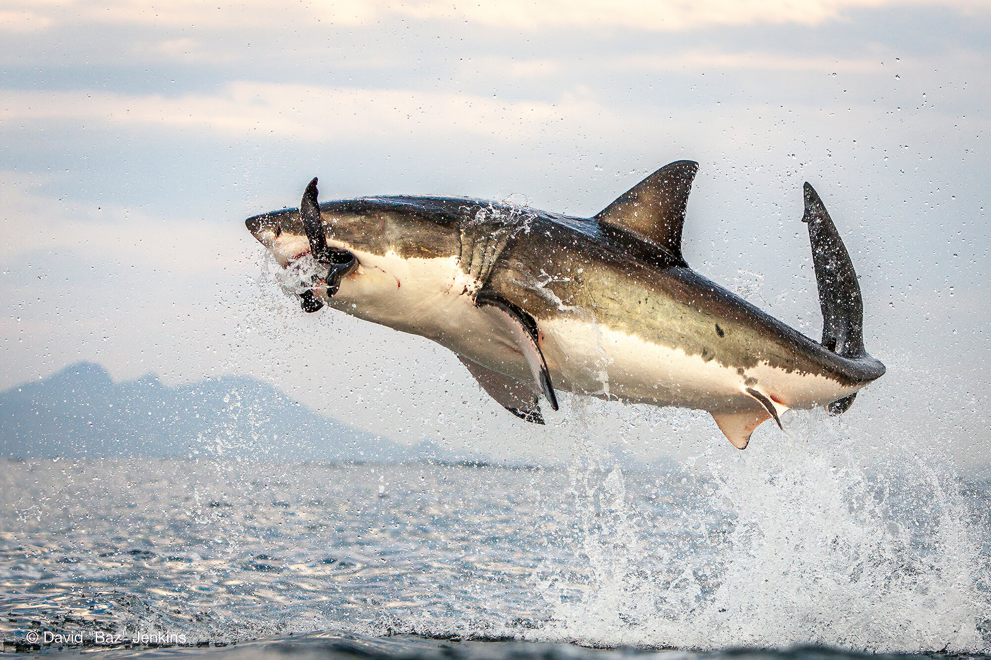 GreatWhiteShark6376 (1 of 1)-sharpen-stabilize.jpg