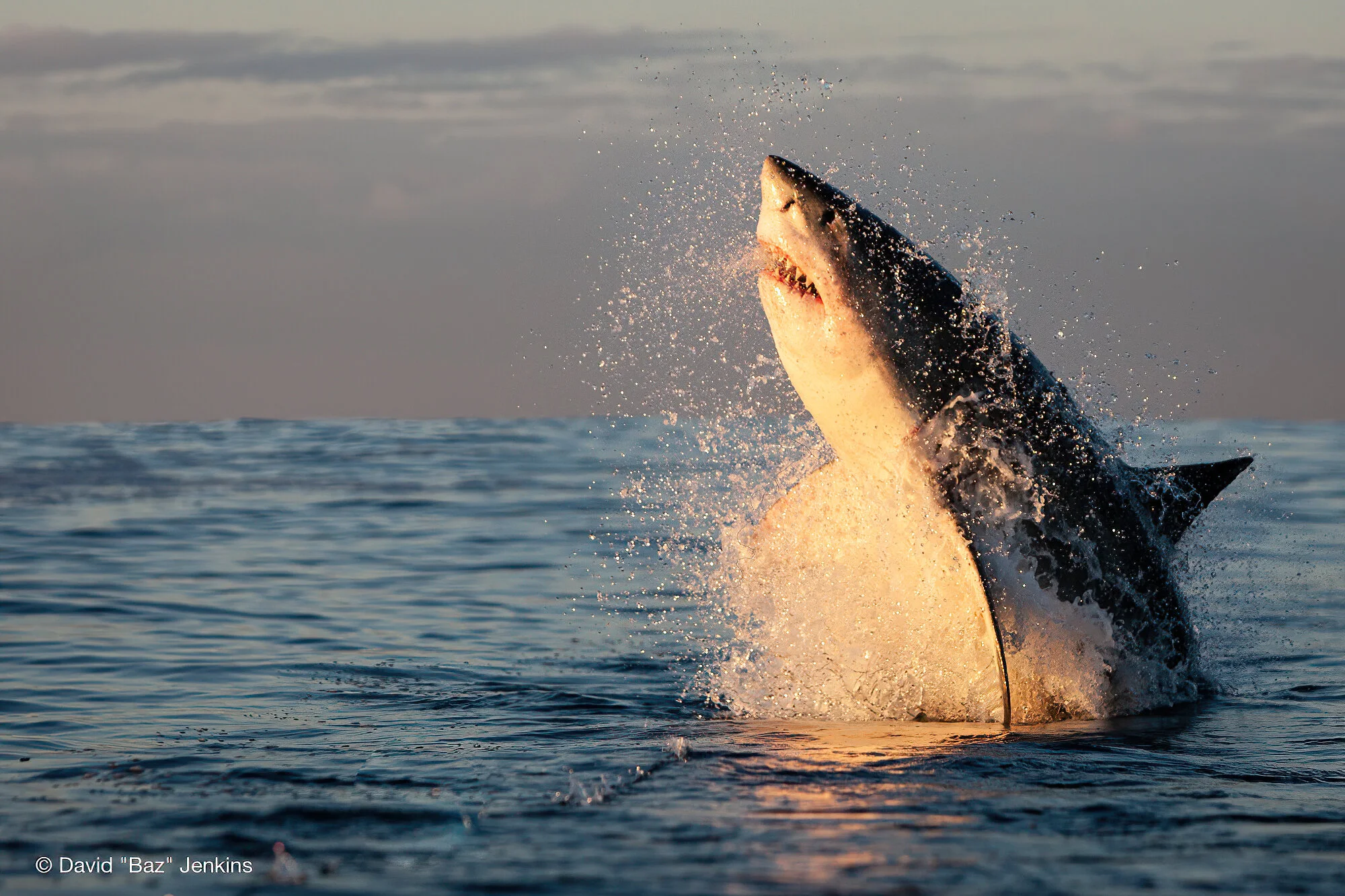 Real Pictures Of Giant Sharks
