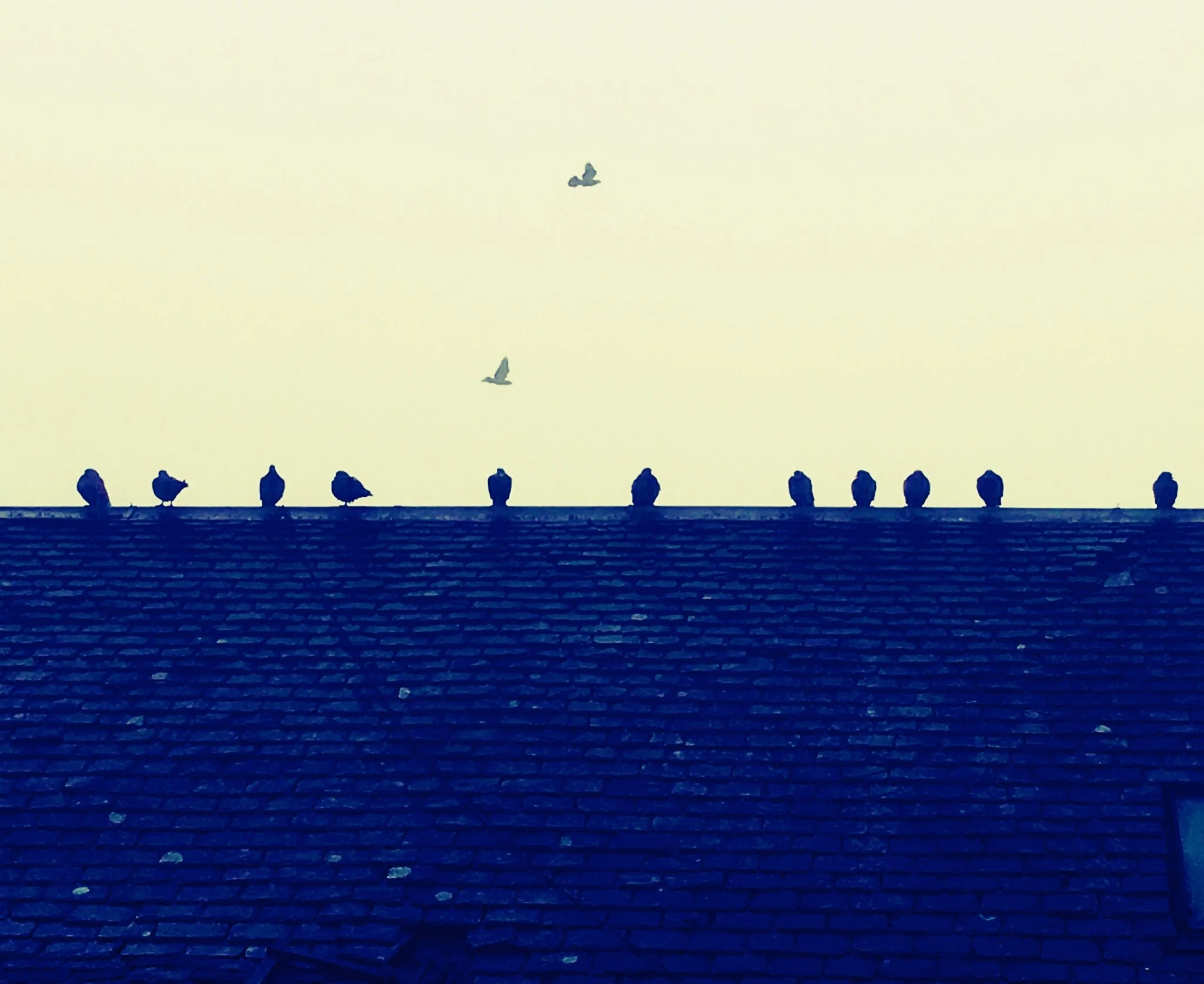 birds 2.JPG