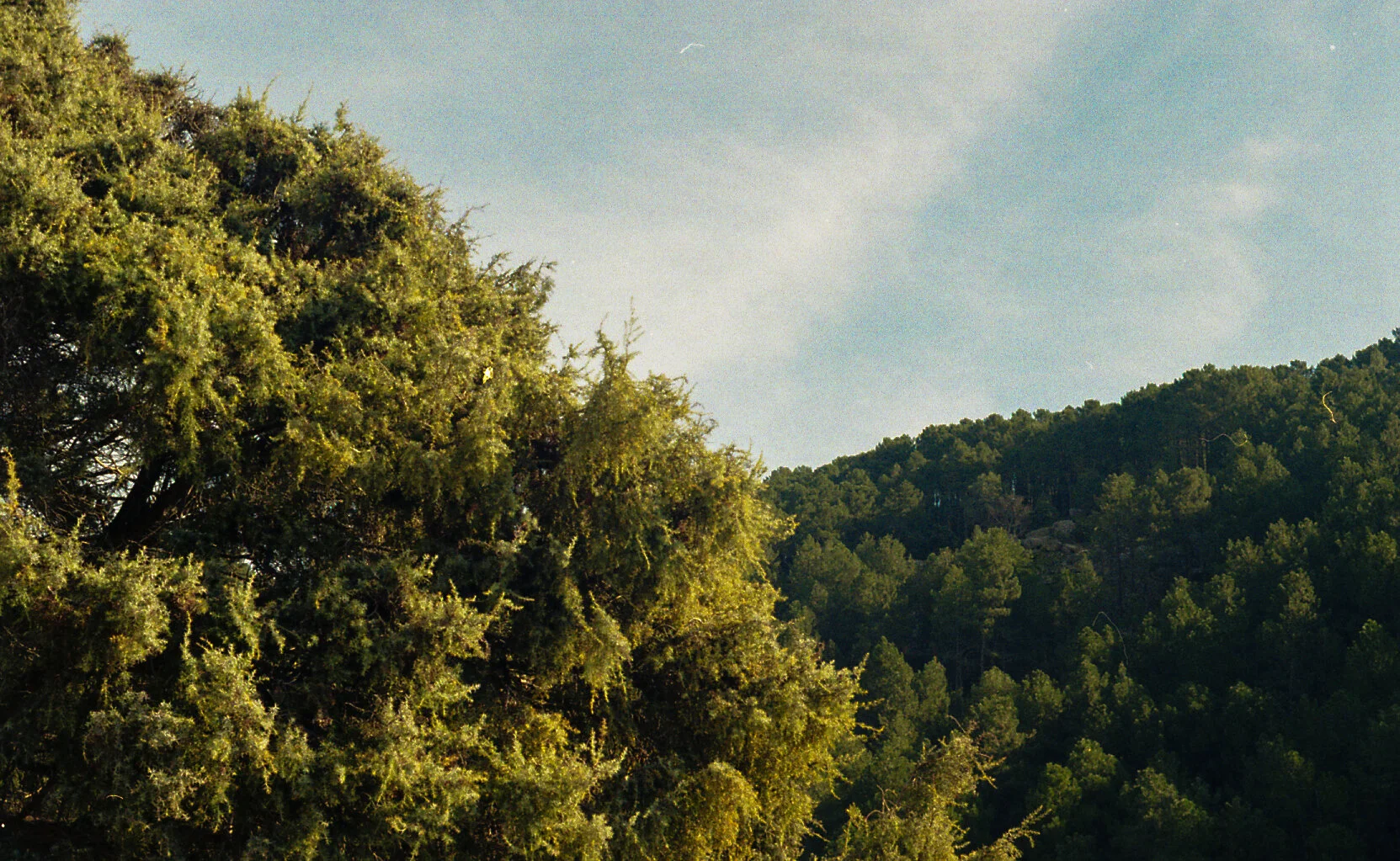 STROLLS121.jpg