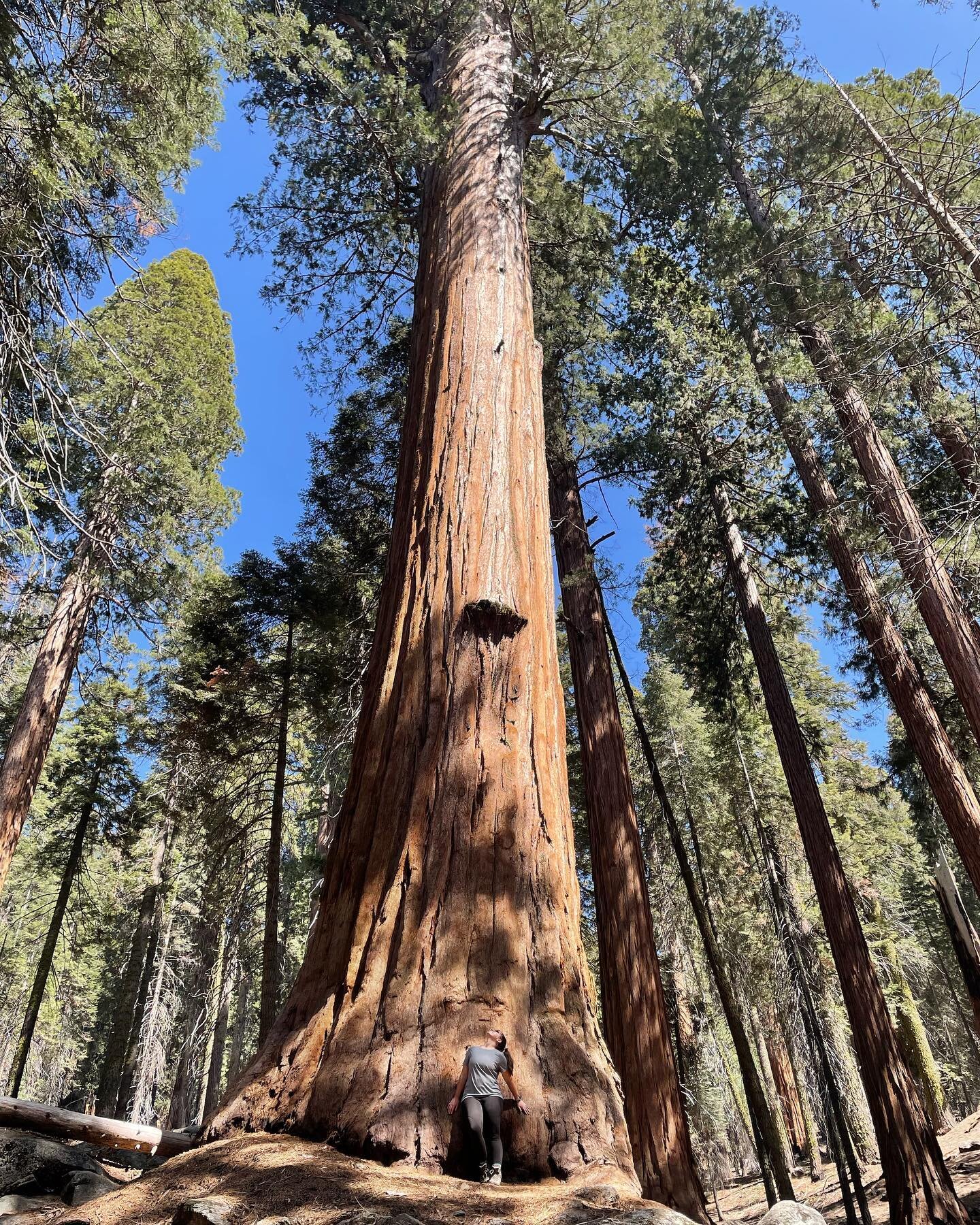 Giant sequoias 💛

Seeing the sequoias has been high on my list, especially since visiting Redwoods in 2019. We were in the area about a month ago and swung into the park for a super quick day trip. One day was enough time to hike up Moro Rock, see S