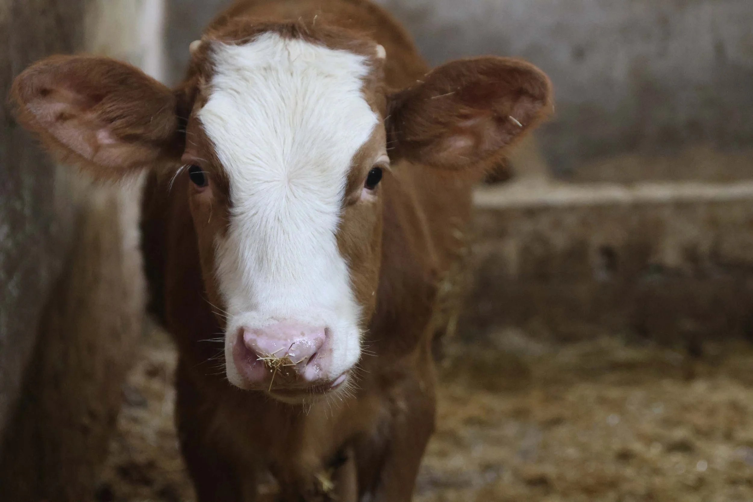This year the herd grew thanks to some cute new arrivals!