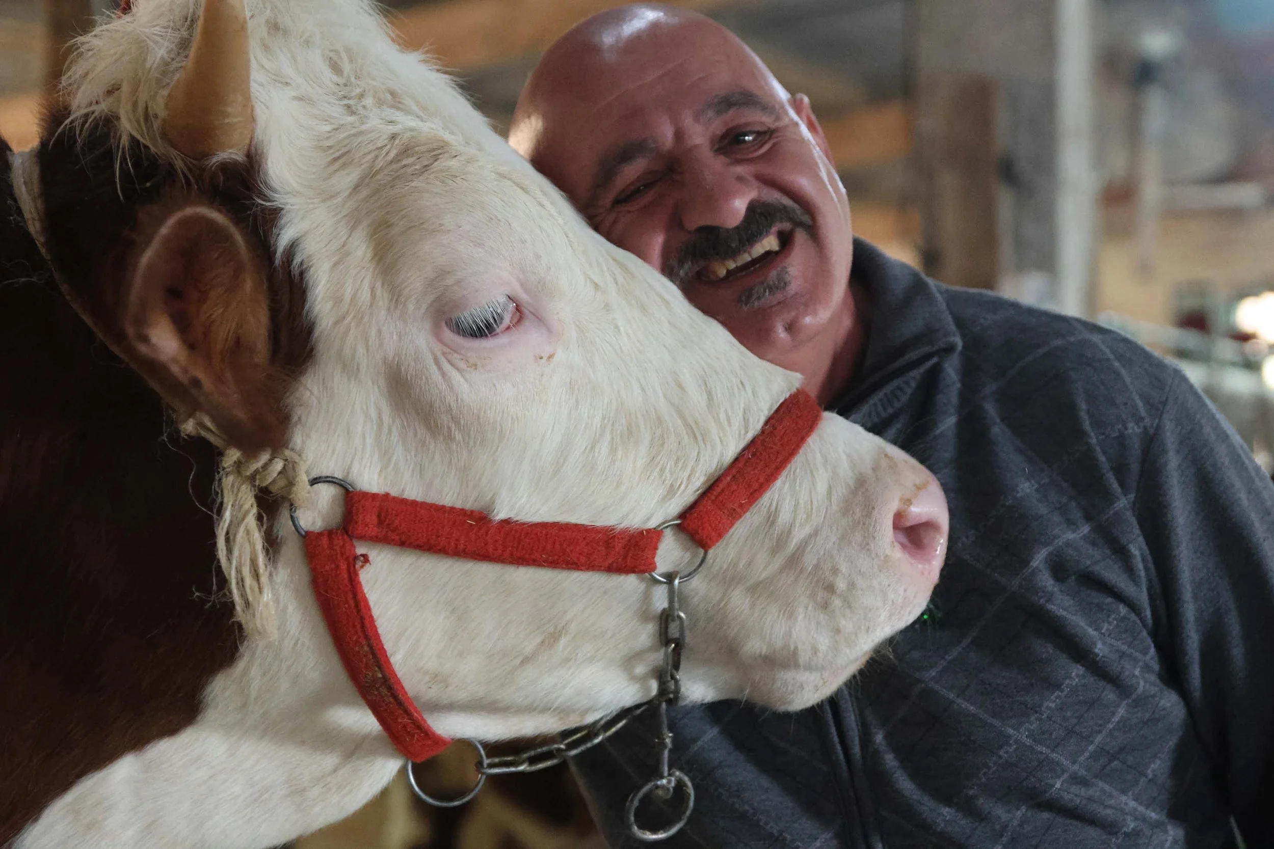 One of the farm’s biggest successes has been their small herd of dairy cows. The milk produced is normally sold for profit to help keep the project going. However, in the autumn of 2024 they instead distributed some of the milk to families displac