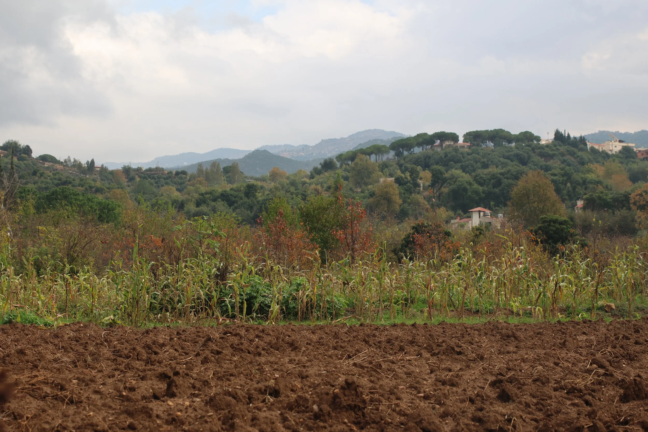 Weekly devotion: Planting a Sustainable Future