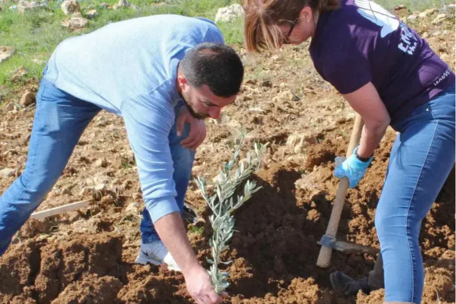 oliveplanting.png