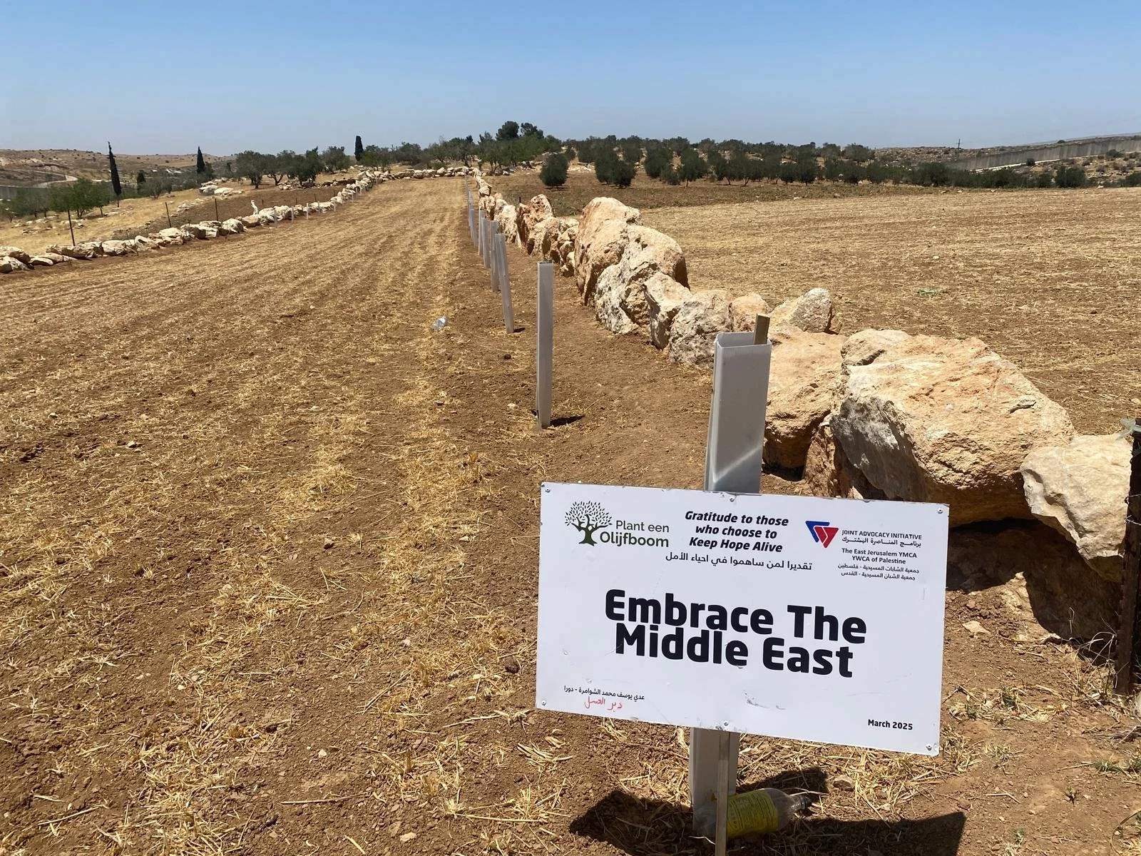 Olive Trees planted in West Bank Spring 2025