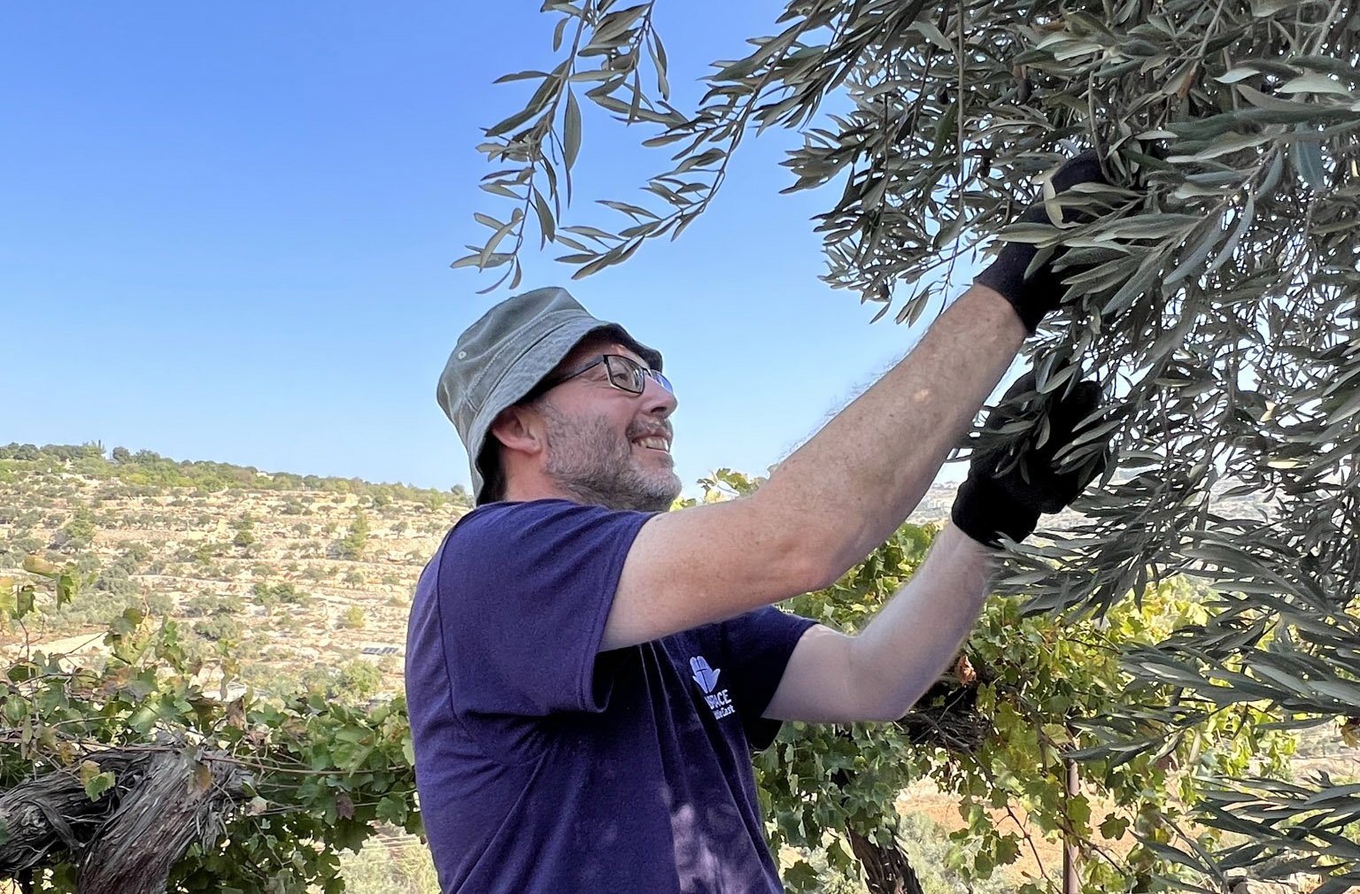 Curiosity & Insights - 5 things to know about olive's harvest and