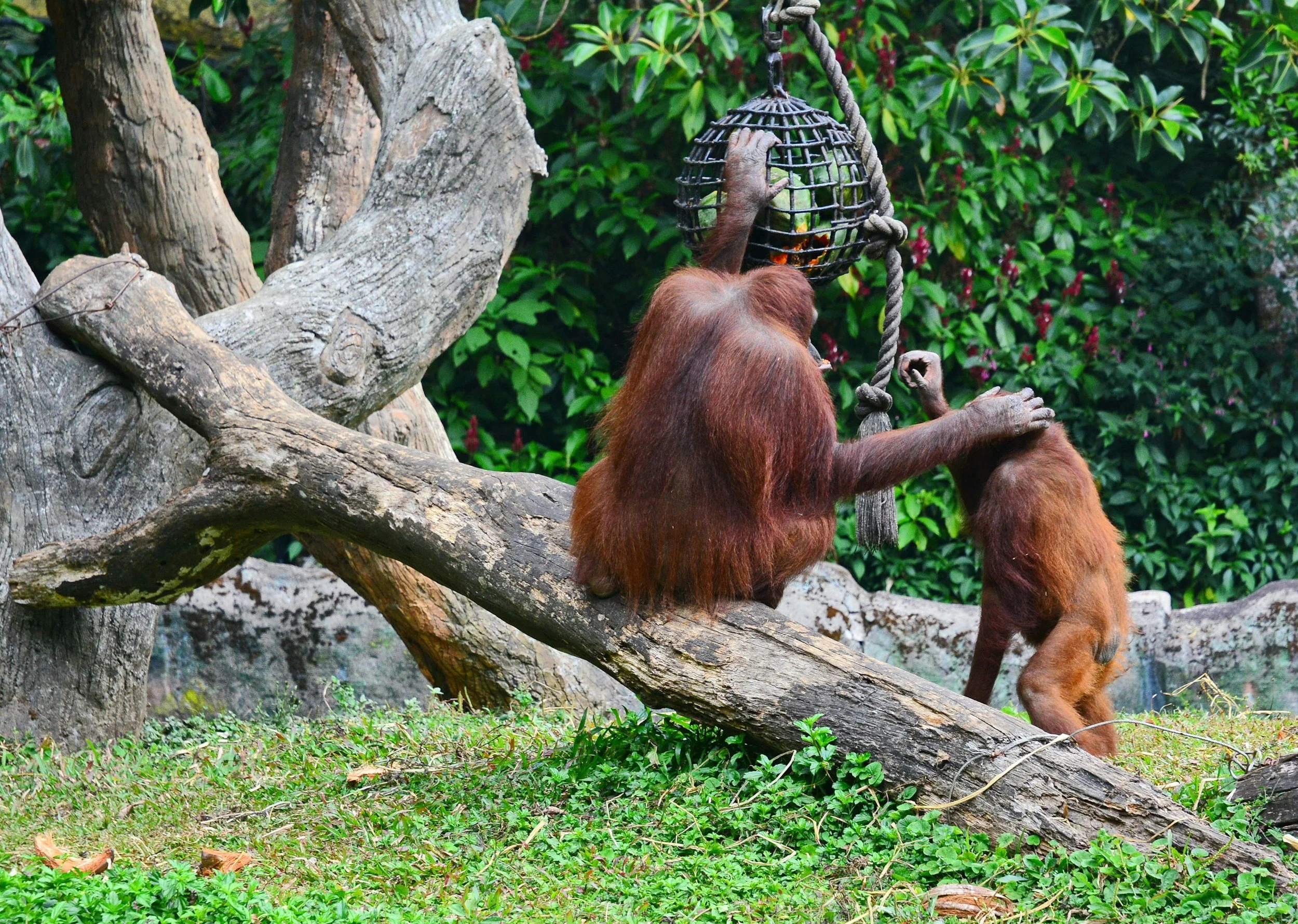 Empowering wildlife health professionals with leadership development, data-driven decision tools, and a model for organizational resilience grounded in mental well-being.