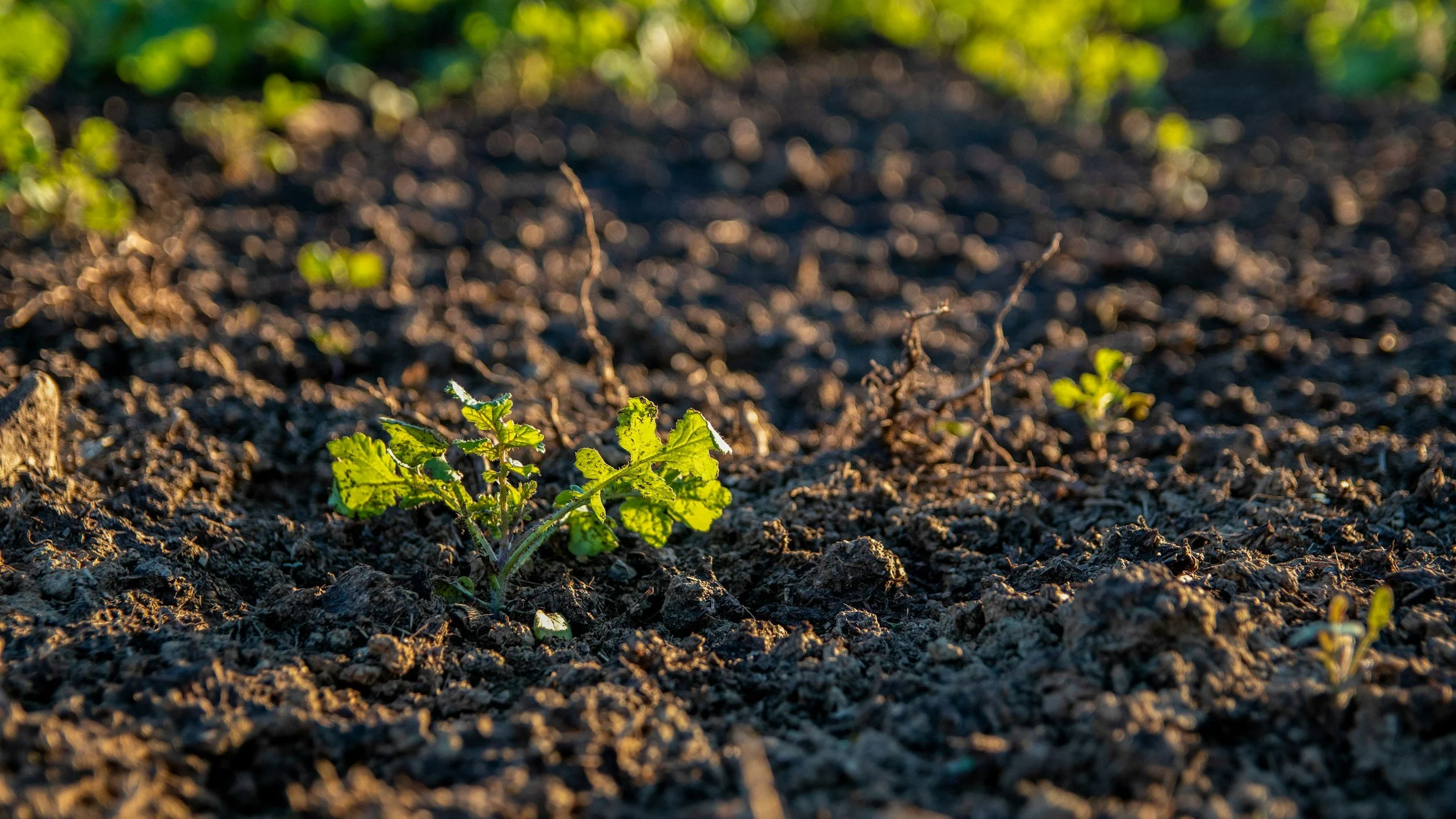 Quantifying soil health to de-risk the future of farming.