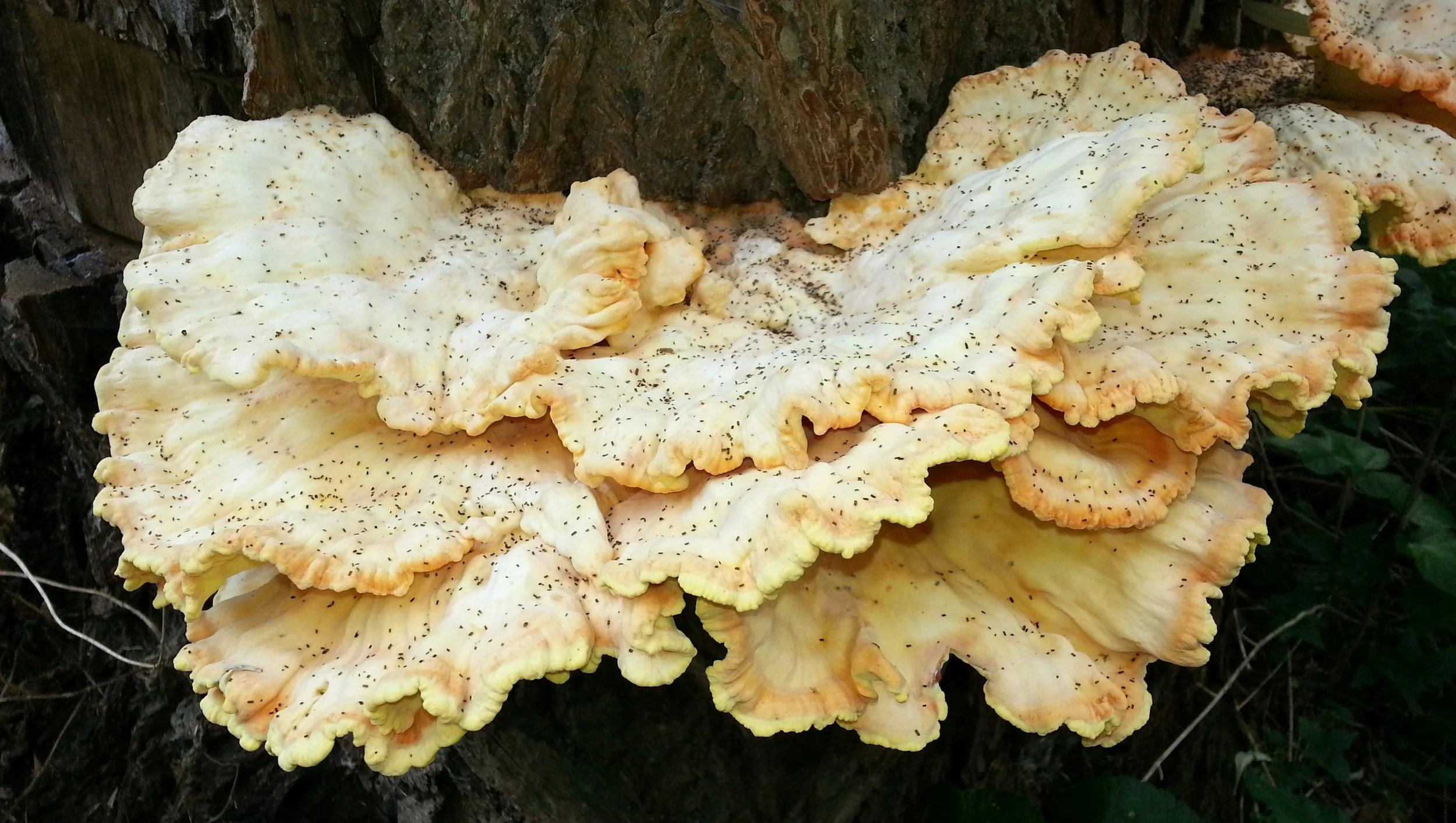 Foods to Build Resilience as the Seasons Change - Mushrooms are Healthy!