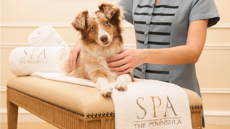pet-spa-p.jpg