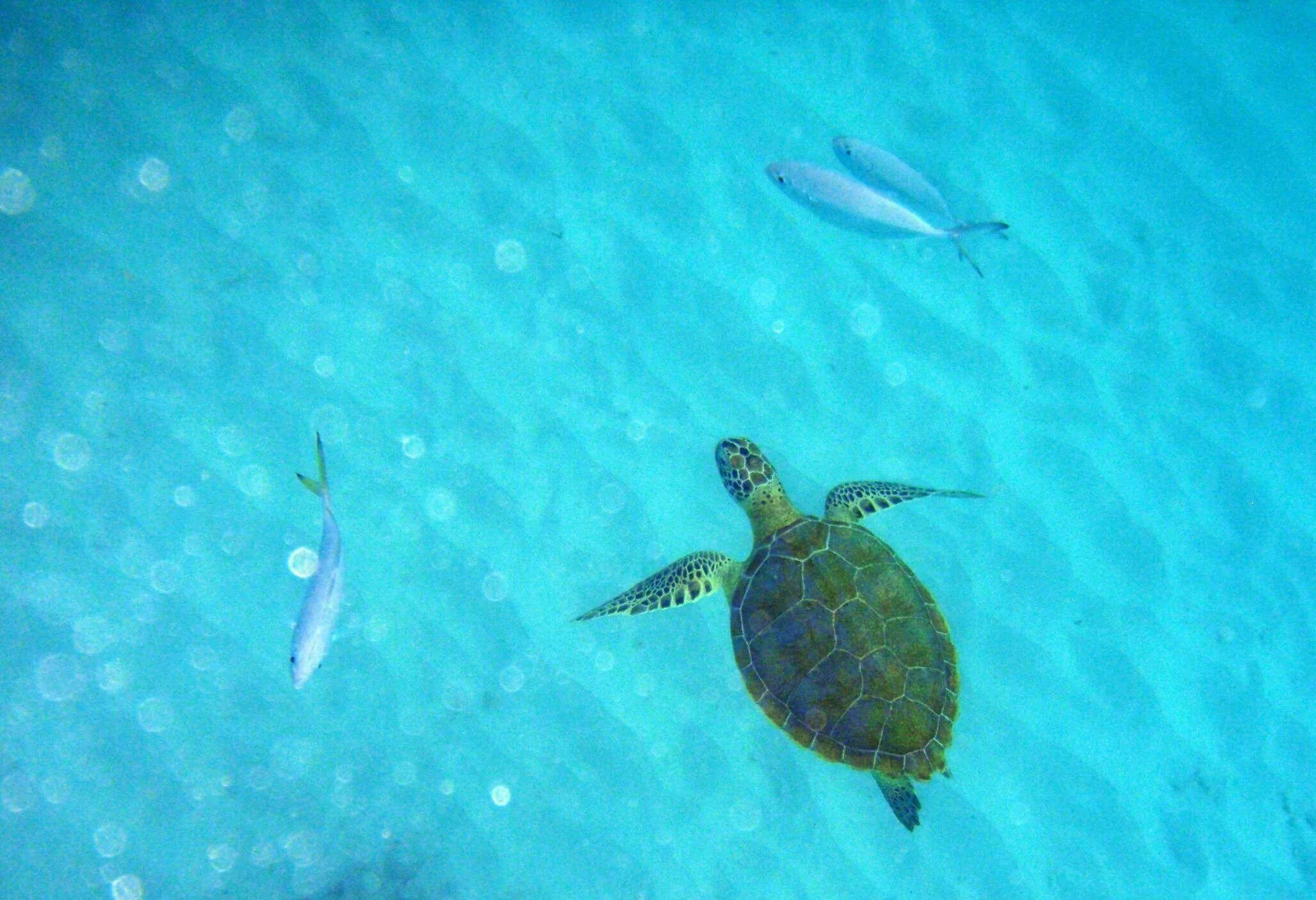 Turtles Nest Beach Apartments Holiday Rental