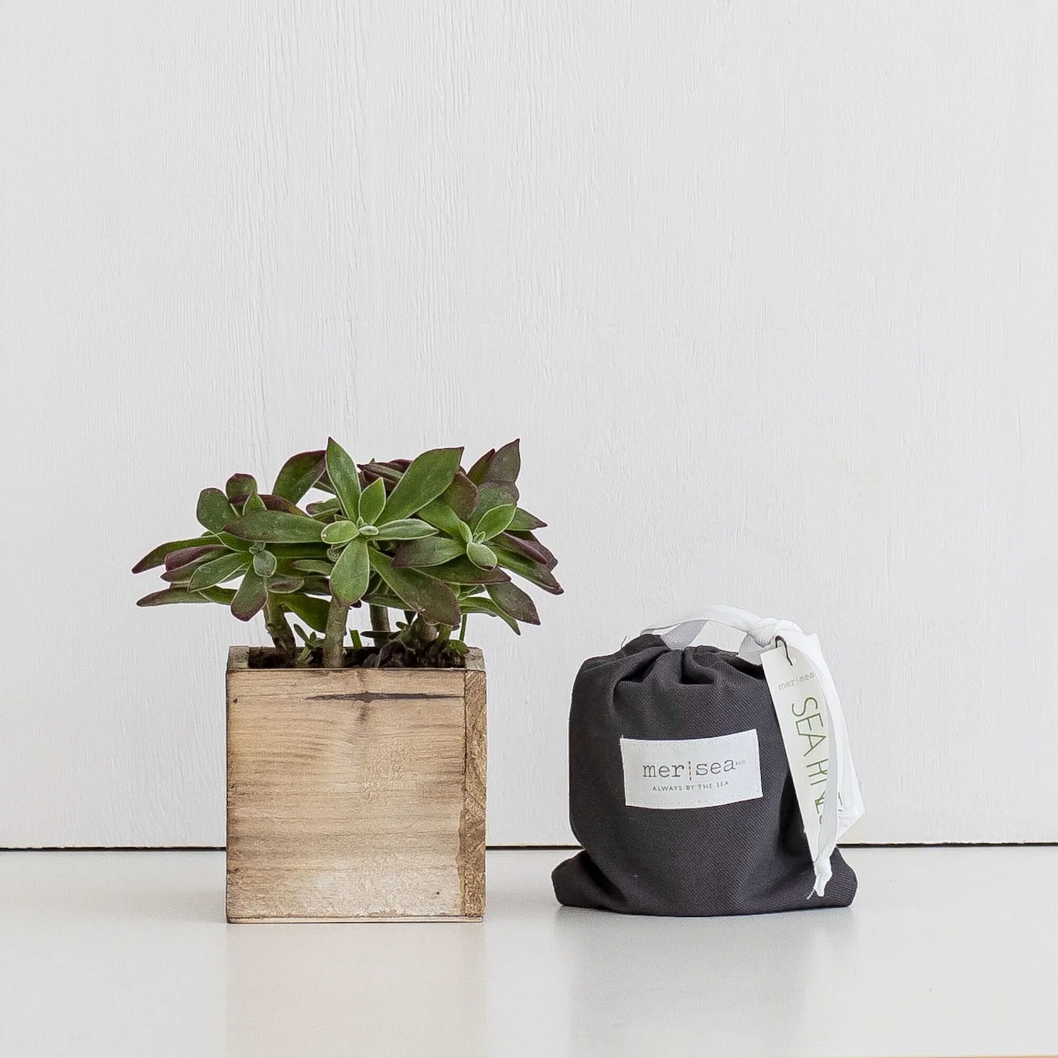 Echeveria Plant Care Farmgirl Flowers — Farmgirl Flowers Care