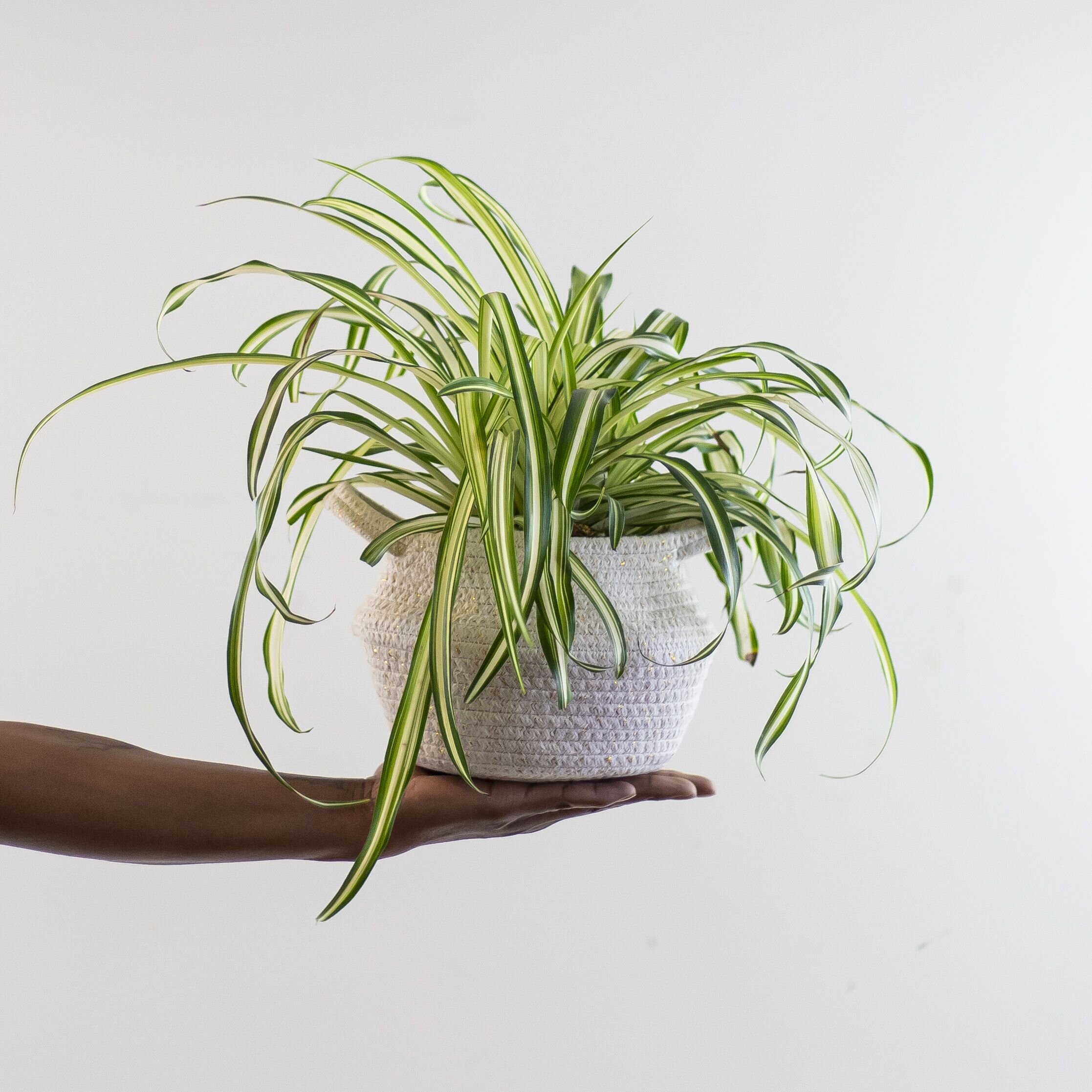 A green spider plant in a woven fabric planter being held up by hand in front of a white background