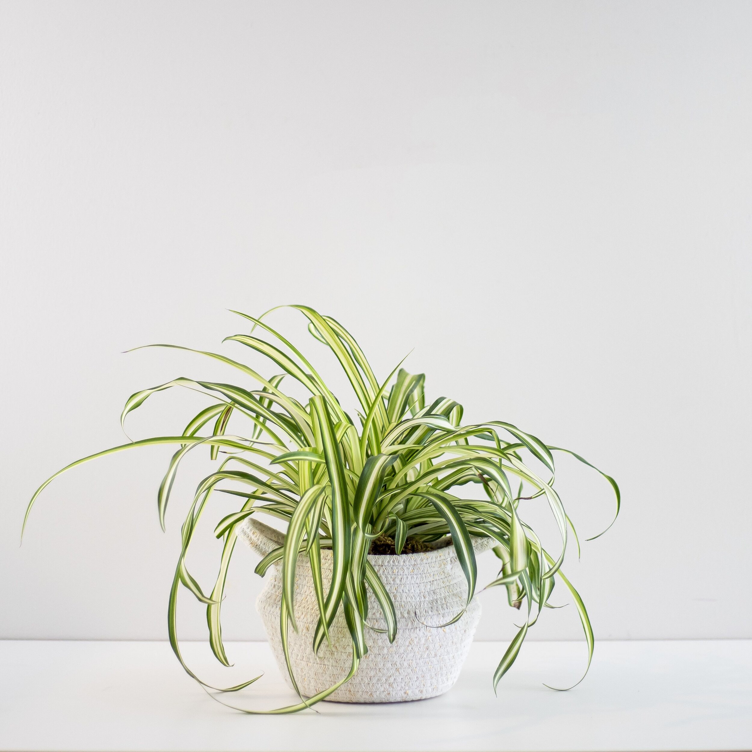 A green spider plant in a woven fabric planter sitting in front of a white background