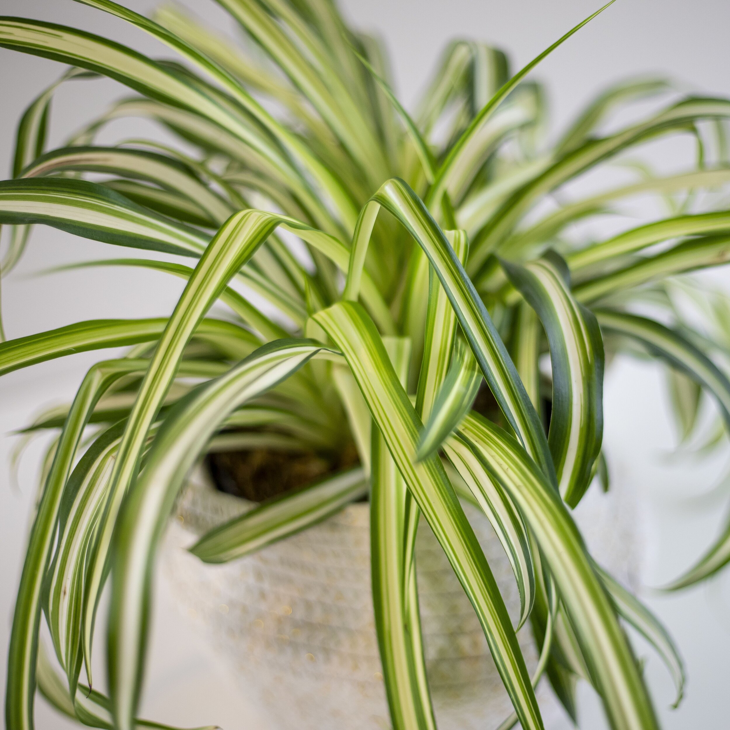 A closeup of a green spider plant in a woven fabric planter
