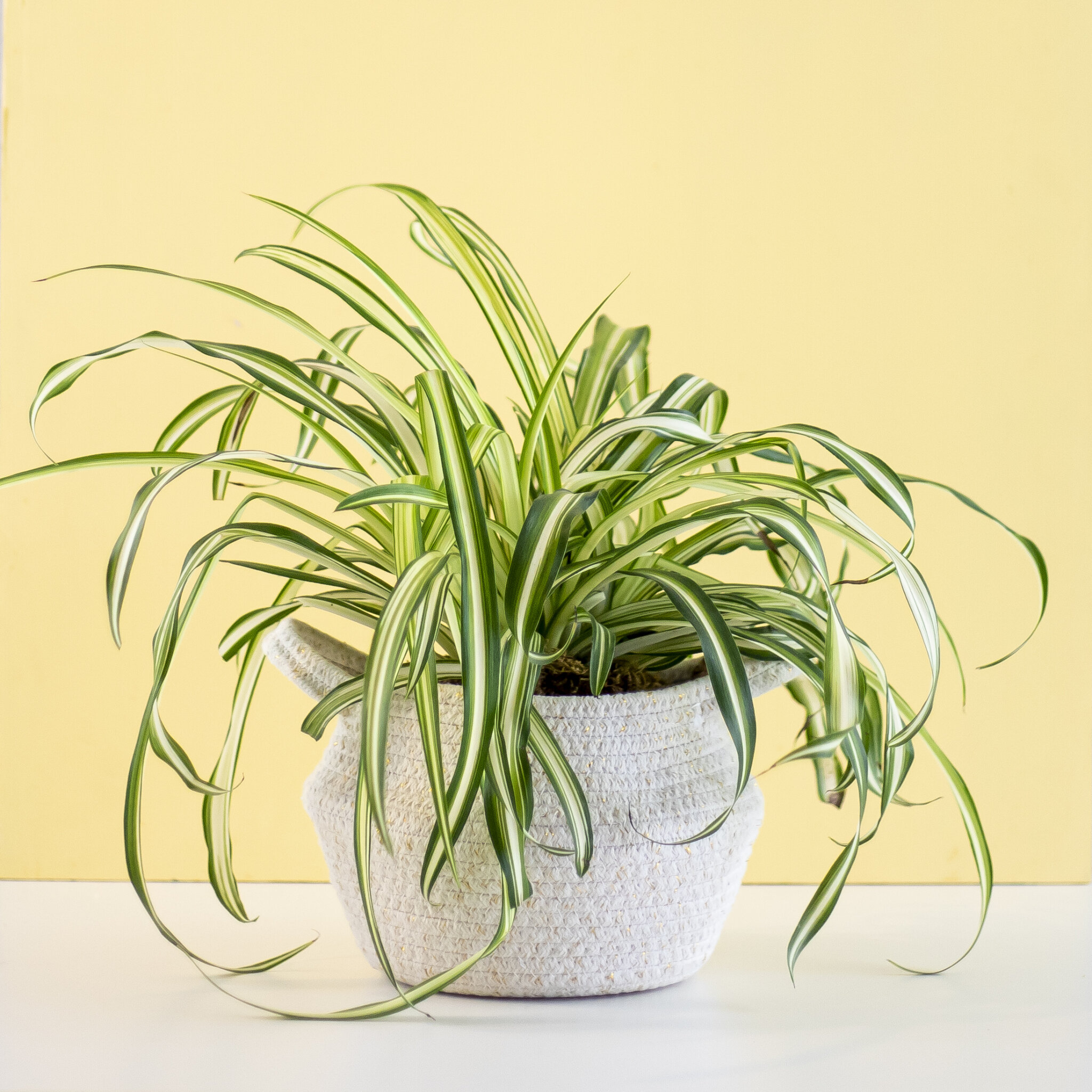 A green spider plant in a woven fabric planter sitting in front of a yellow background