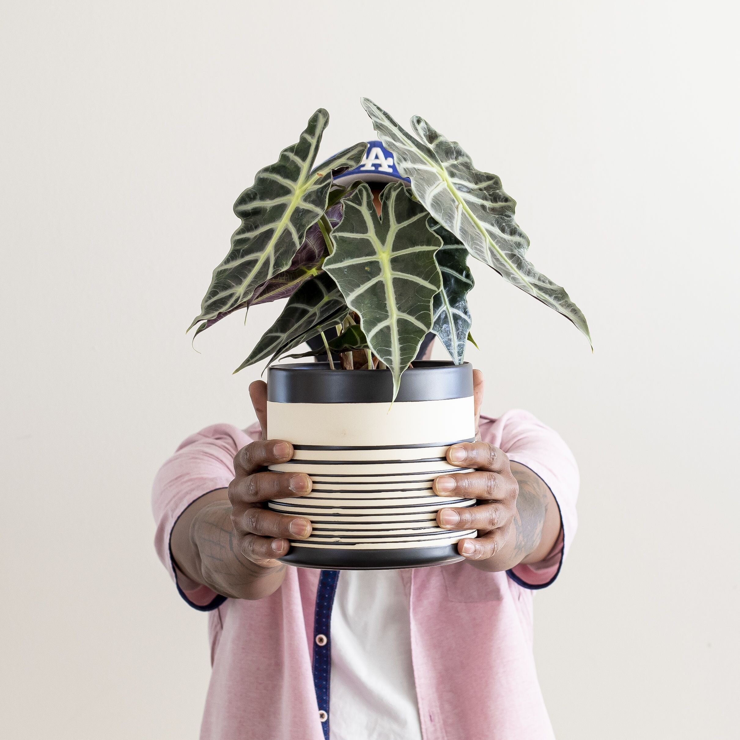 An Alocasia plant in a black and cream striped pot being held up by a person in front of a neutral background