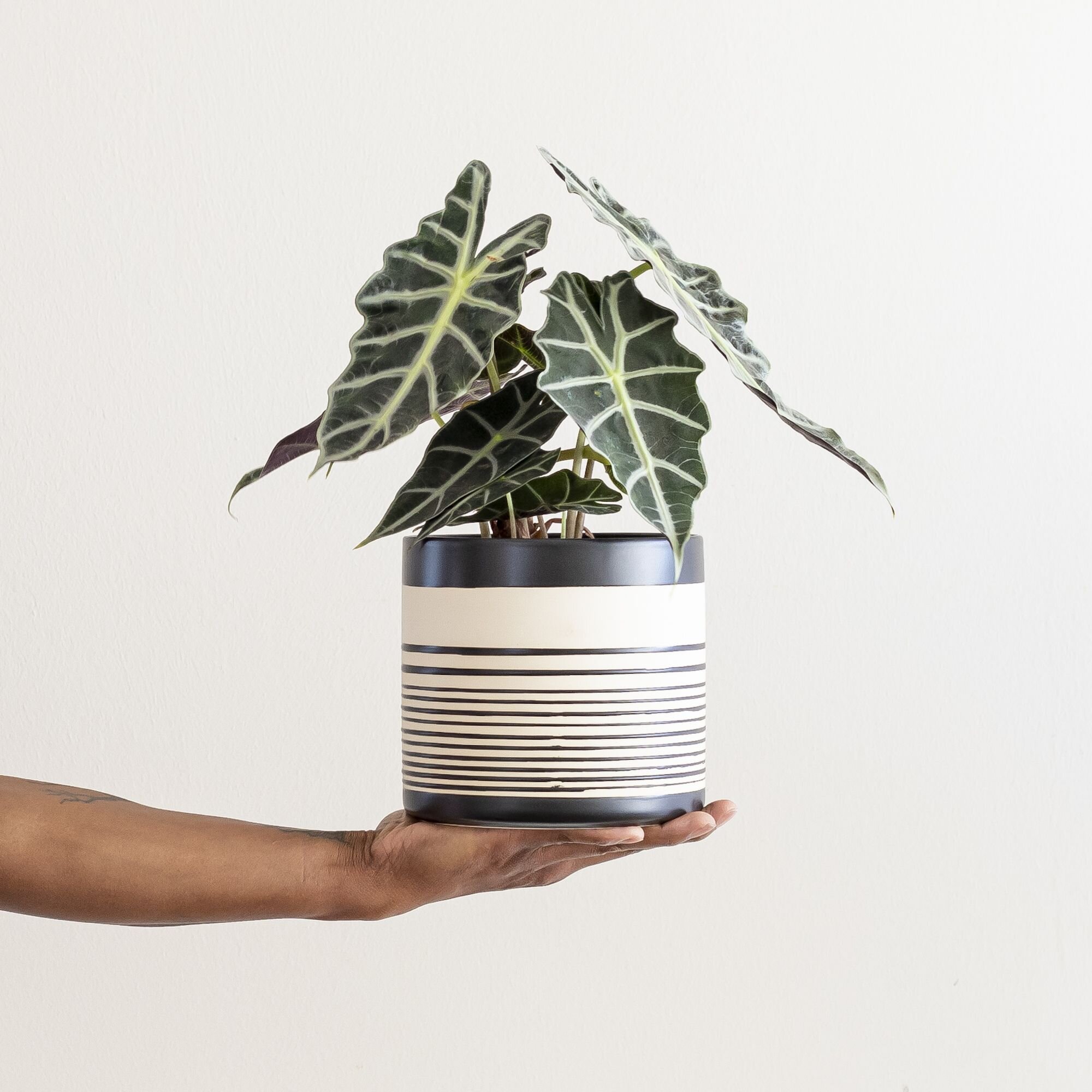 An Alocasia plant in a black and cream striped pot being held up by a hand in front of a neutral background