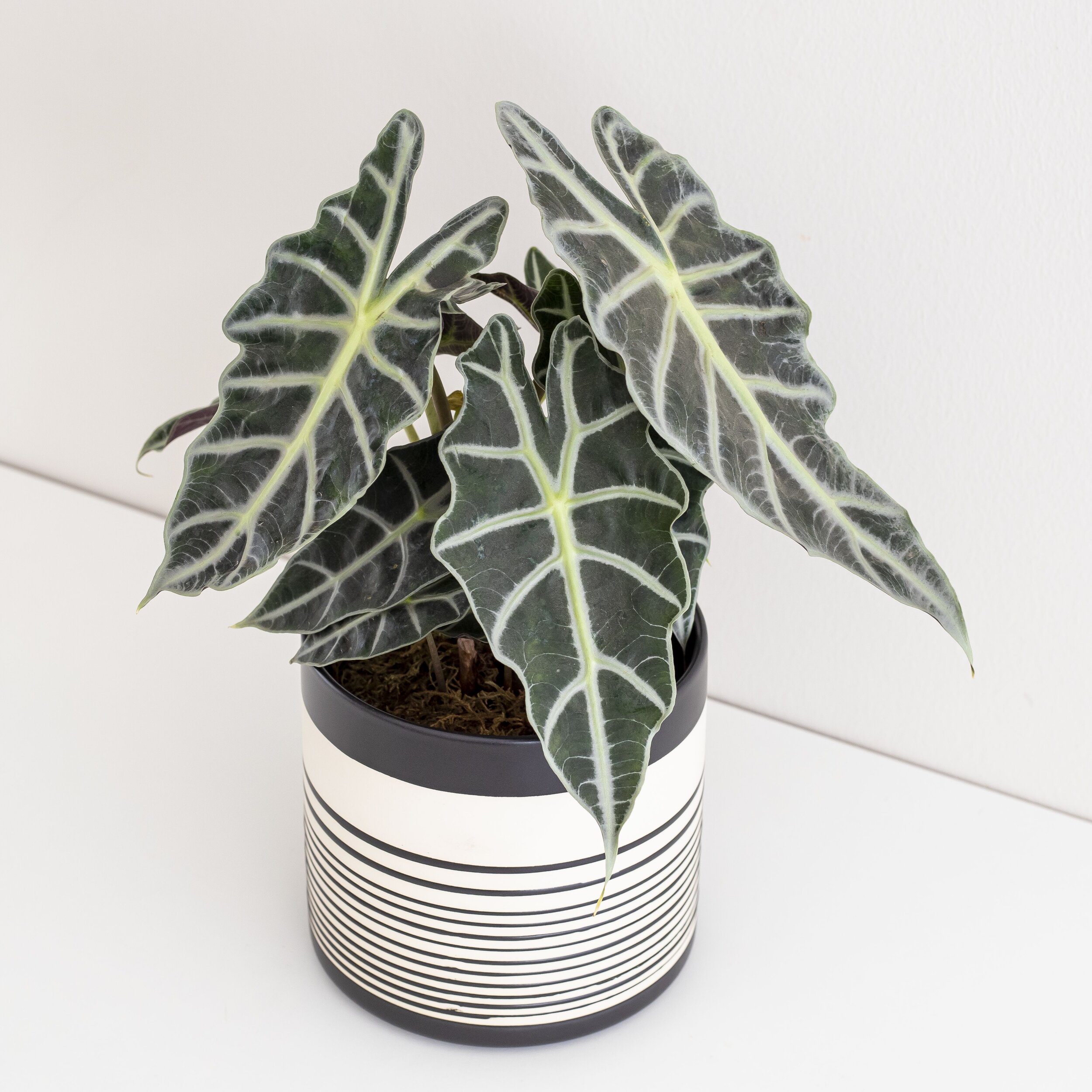 An Alocasia plant in a black and cream striped pot sitting on a white flat surface