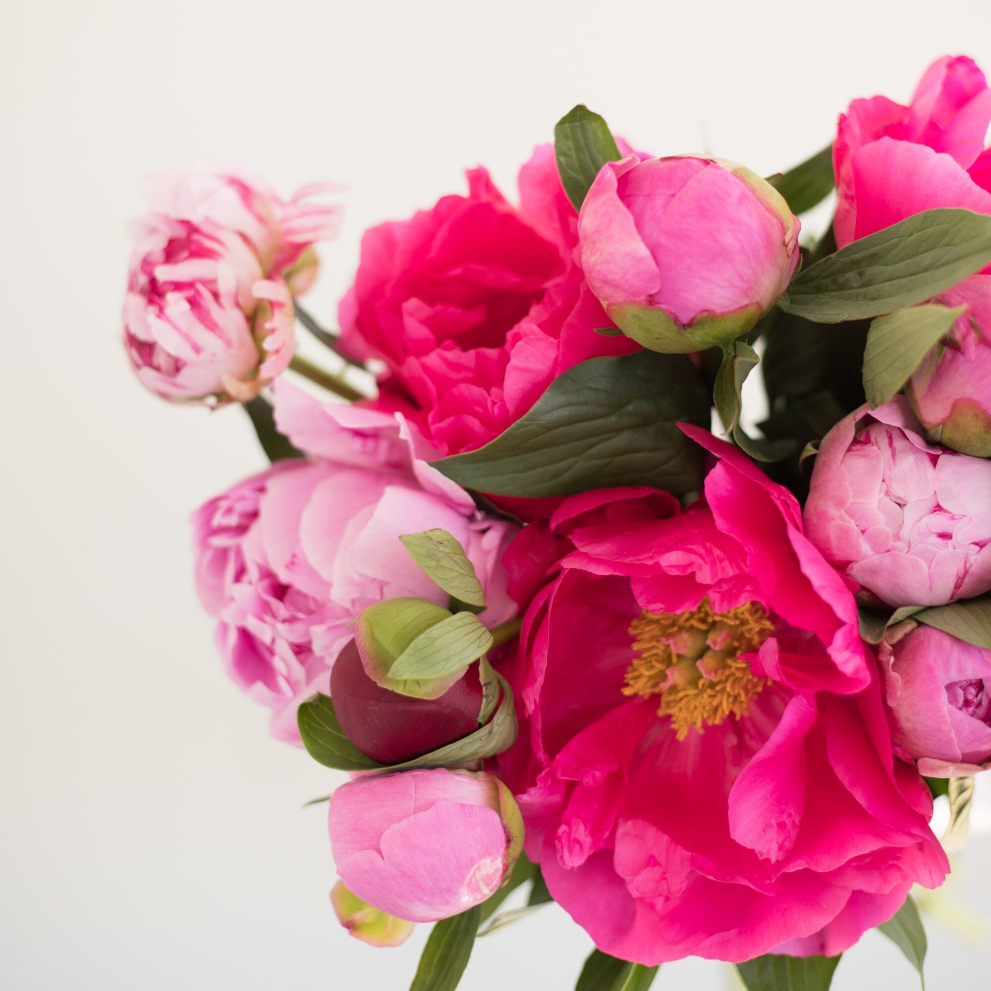 A closeup of bright pink and light pink peonies in bloom and in bud form