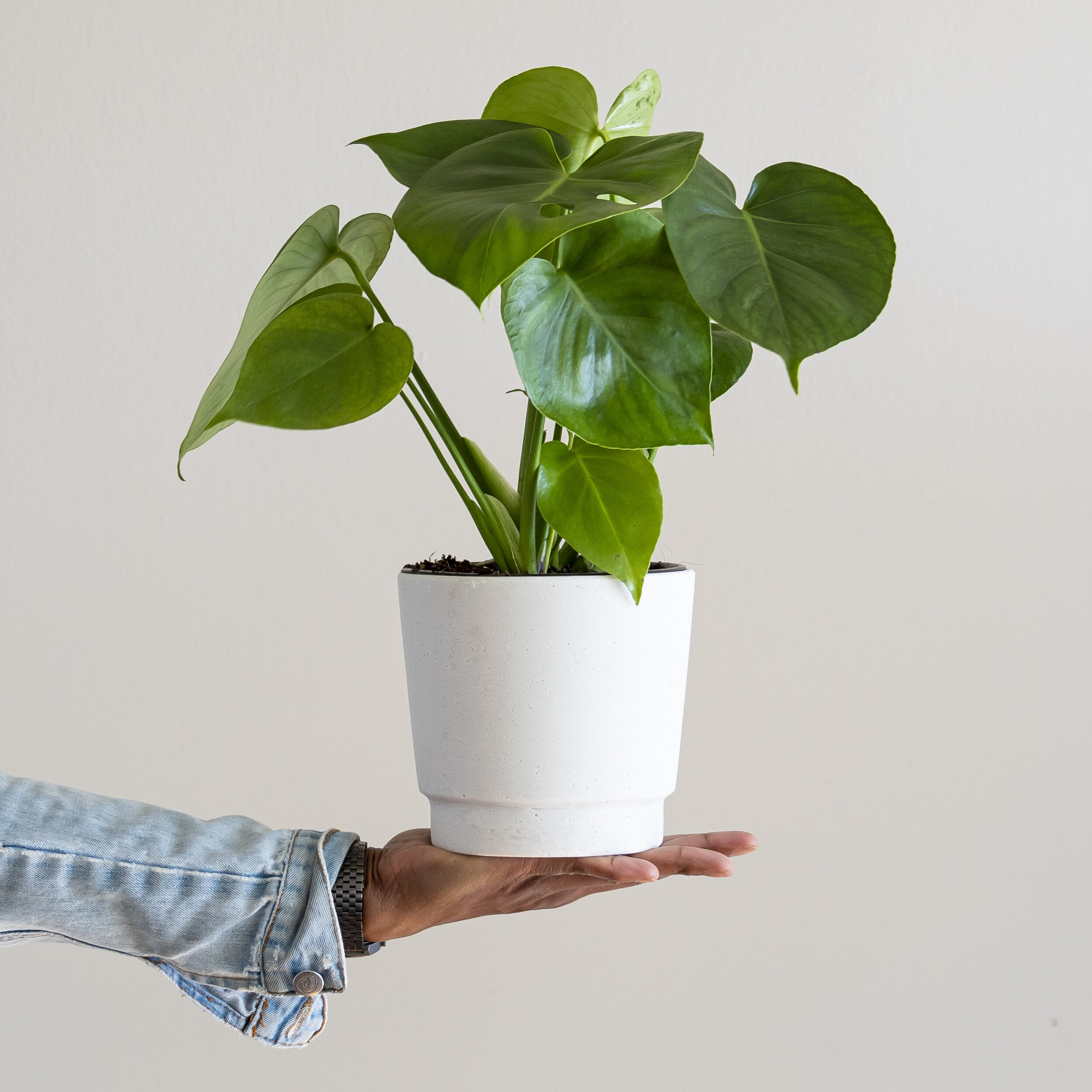 A green Monstera Deliciosa plant in a white pot being held up by a hand in front of a beige background