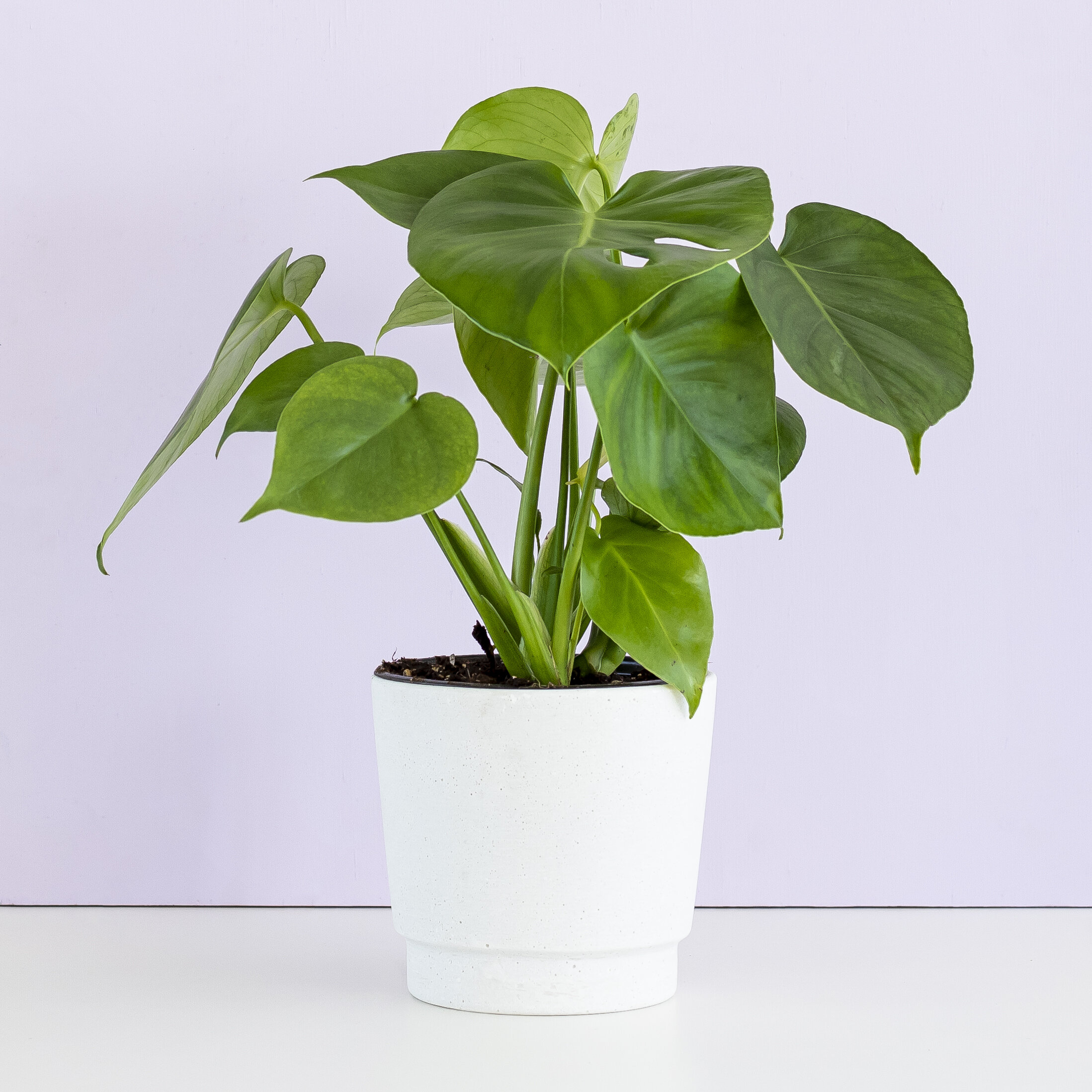 A green Monstera Deliciosa plant in a white pot placed in front of a lavender background