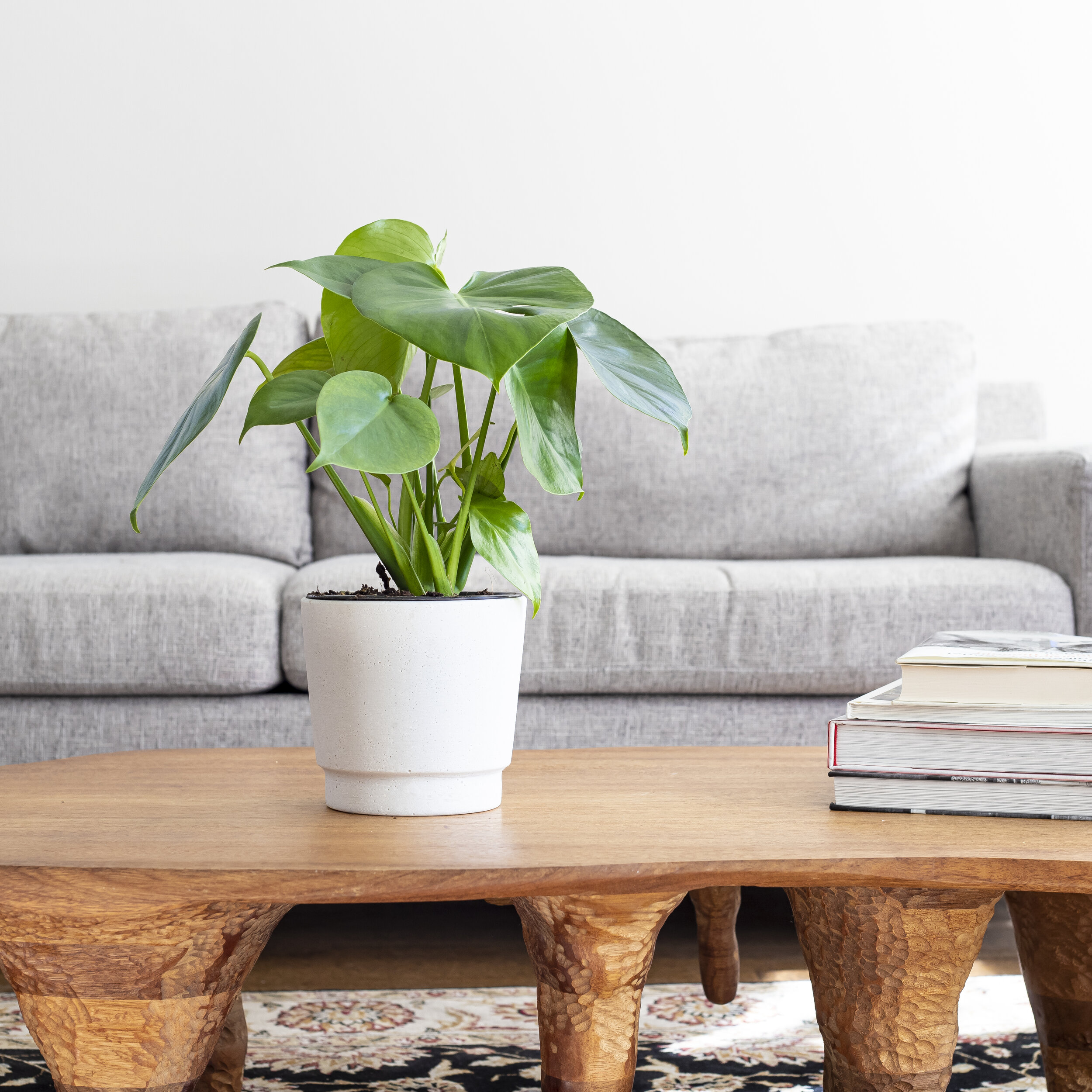 A green Monstera Deliciosa plant in a white pot sitting on a wooden table, with a few books beside it, in front of a gray couch