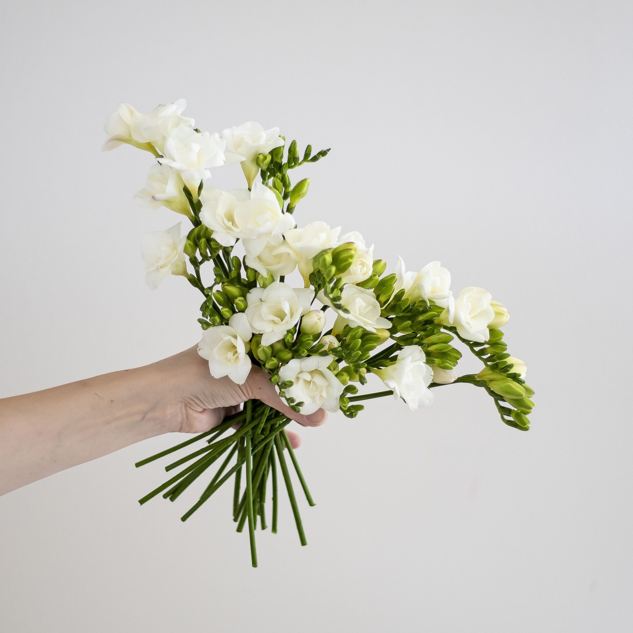 A bouquet of white freesia flowers being held up in front of a white background