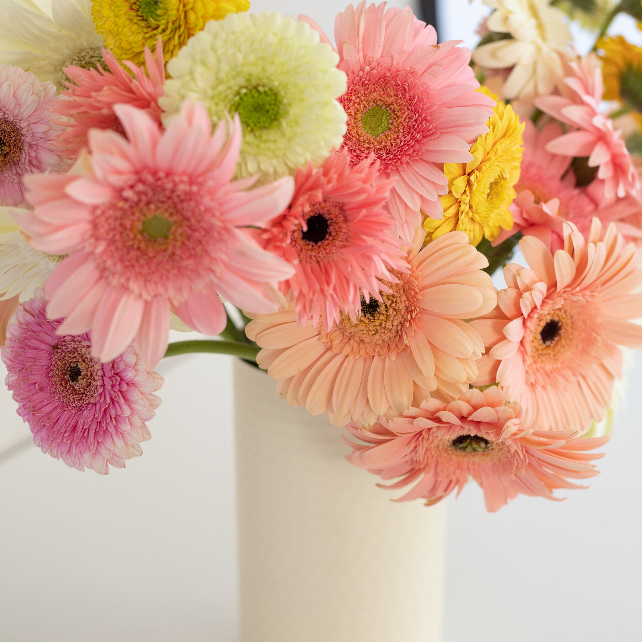 A bouquet of pink, peach, yellow, and ivory daisies in a cream colored vase