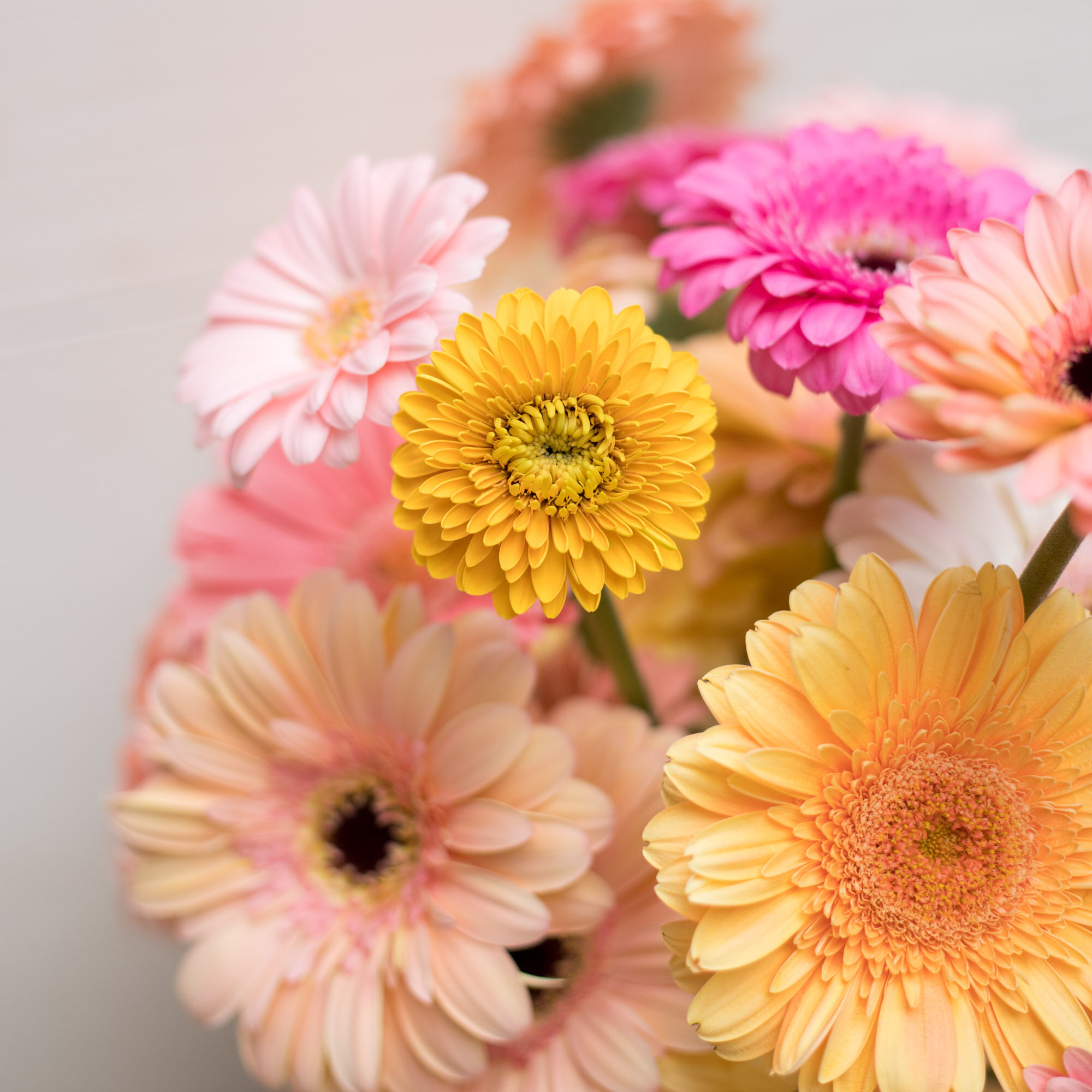 A close up of pink, peach, and yellow daisies