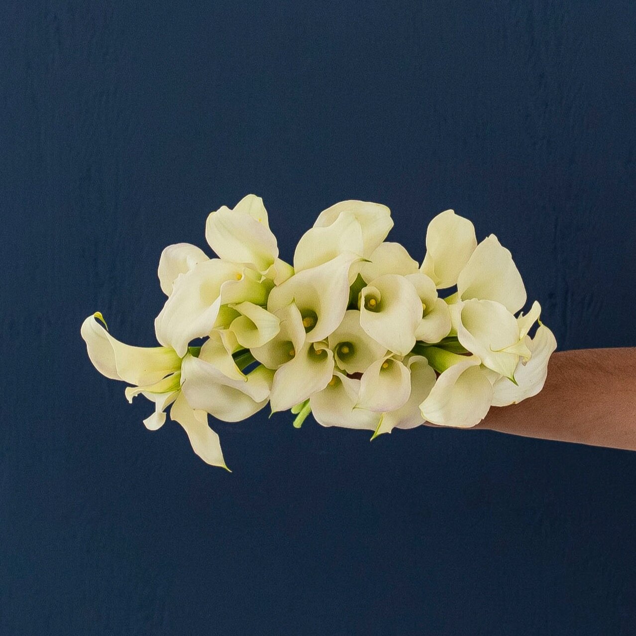 A bouquet of ivory calla lilies being held in front of a navy background