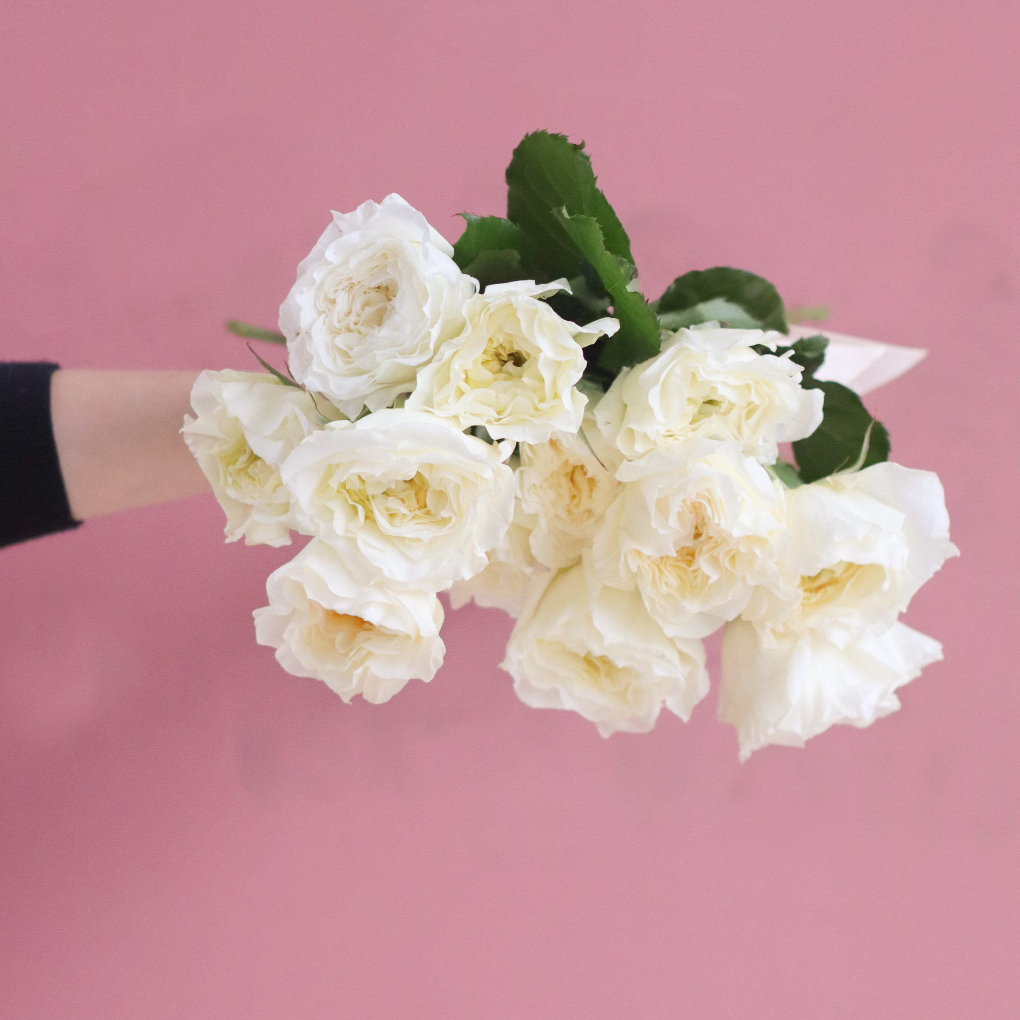 A bouquet of white David Austin roses pointed toward the camera on a pink background