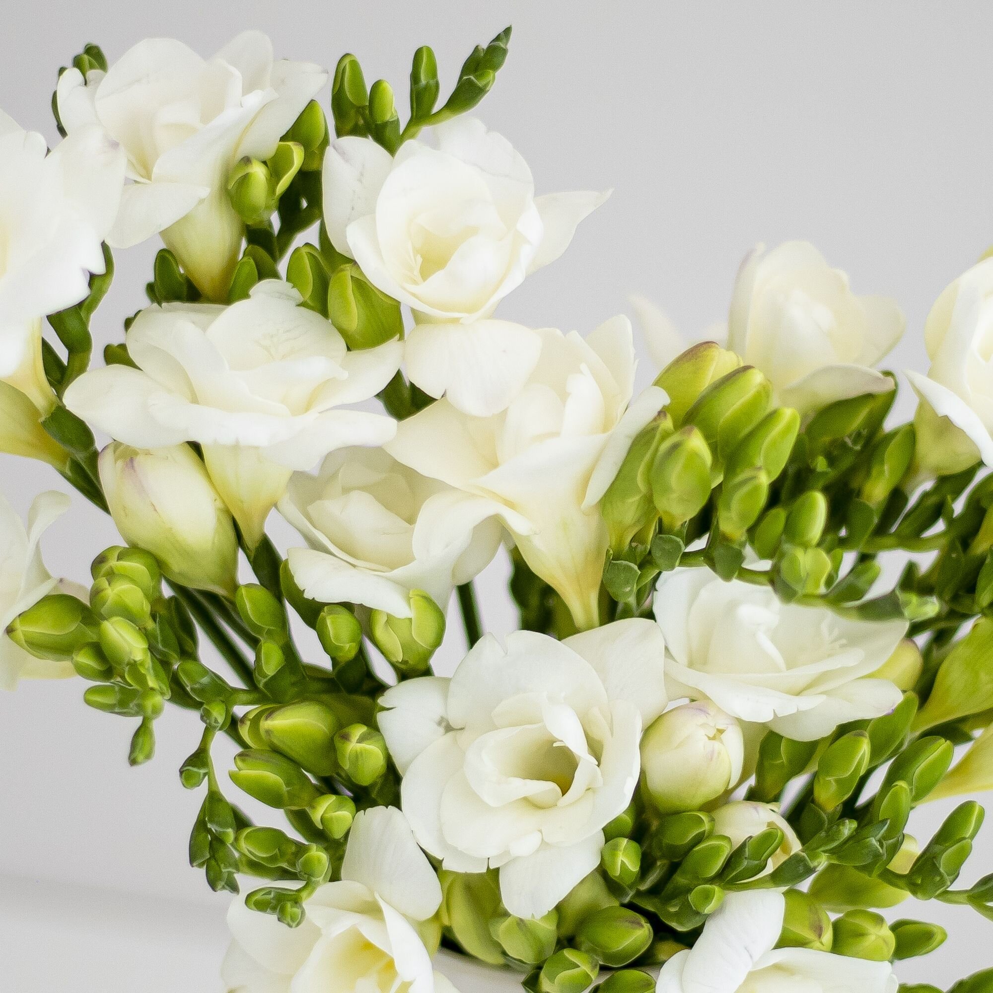 A closeup of white freesia flowers